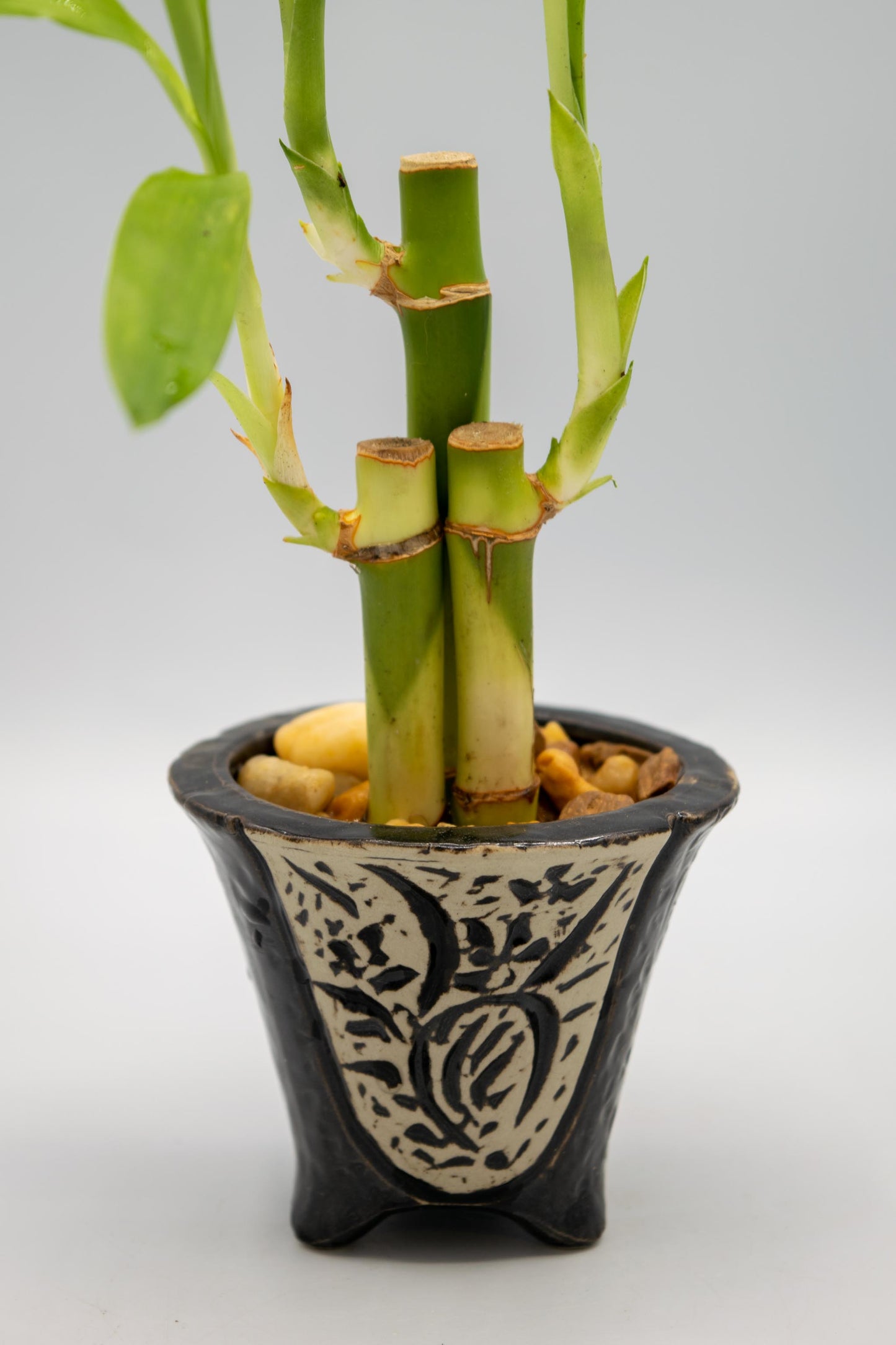 Orchid Planter