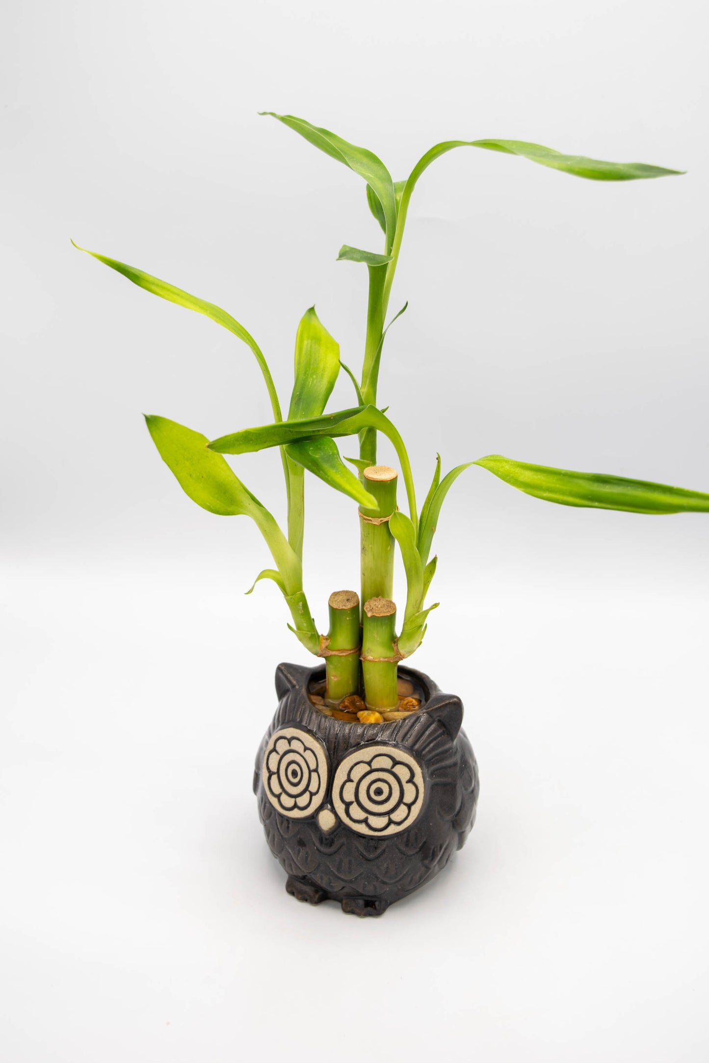 Owl Small Planter