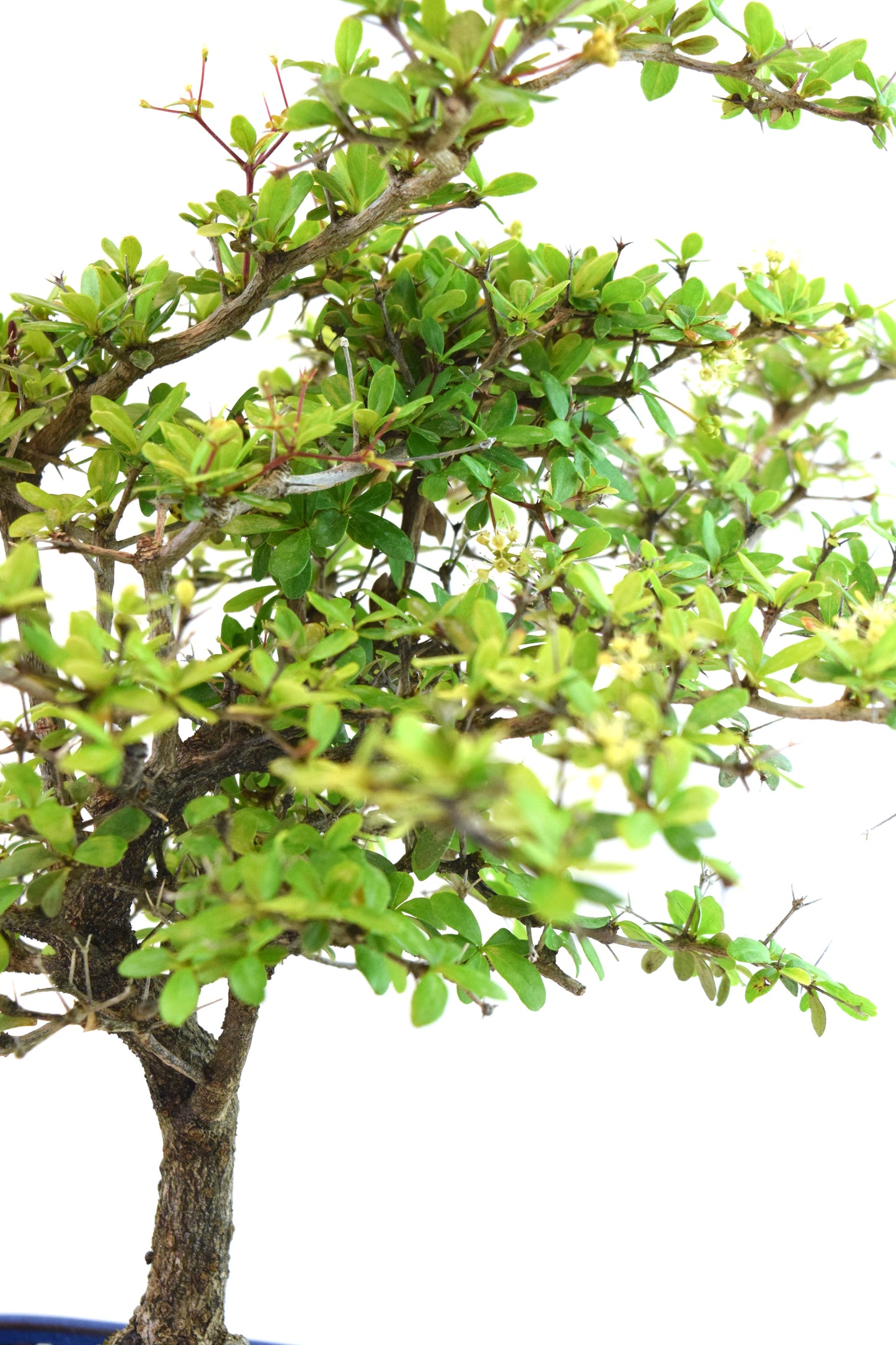 Black Olive Tree Bonsai Ceramic 7.5" Pot - One of a Kind Bonsai