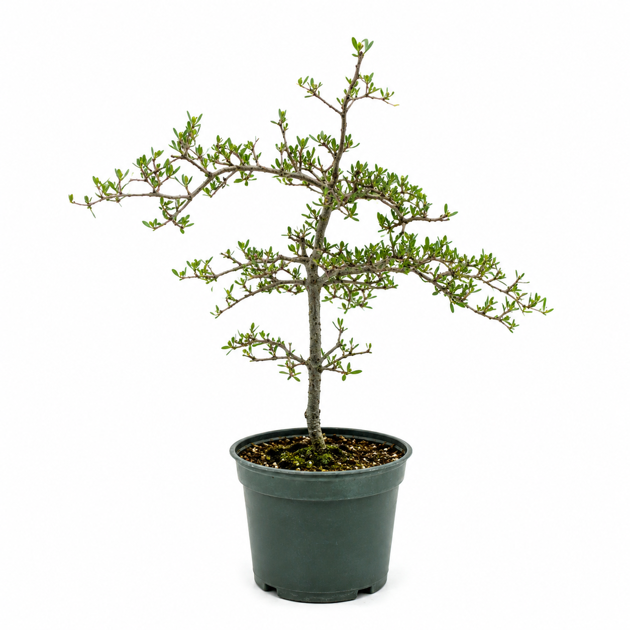 Black Olive in 4" Pot - Pre Bonsai