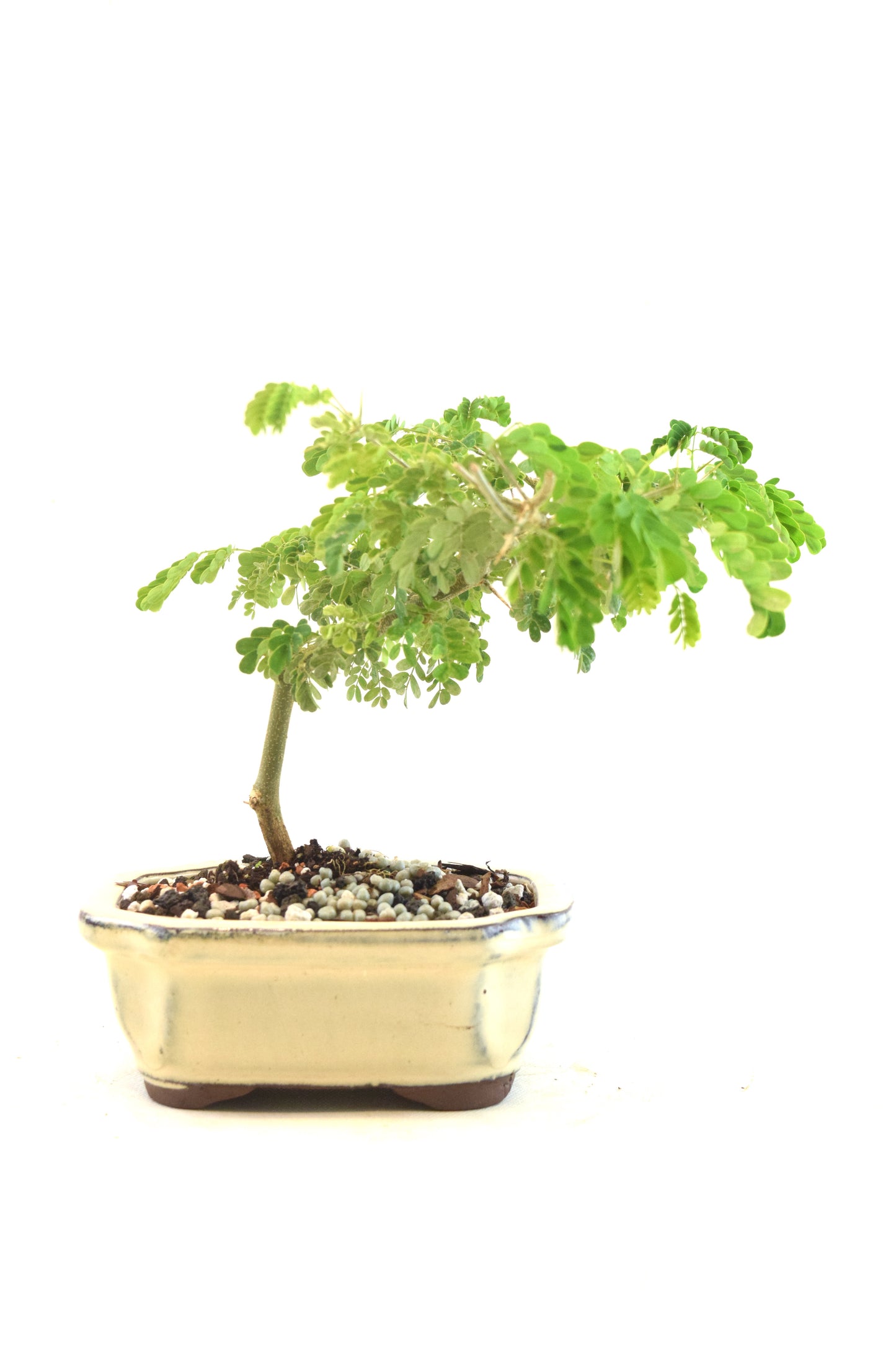 Brazilian Rain Tree Bonsai Ceramic 5" Pot - One of a Kind Bonsai