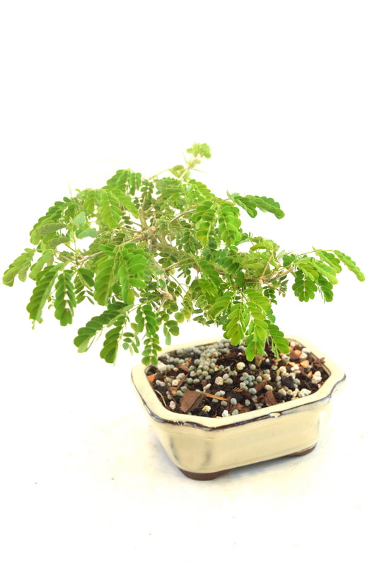 Brazilian Rain Tree Bonsai Ceramic 5" Pot - One of a Kind Bonsai