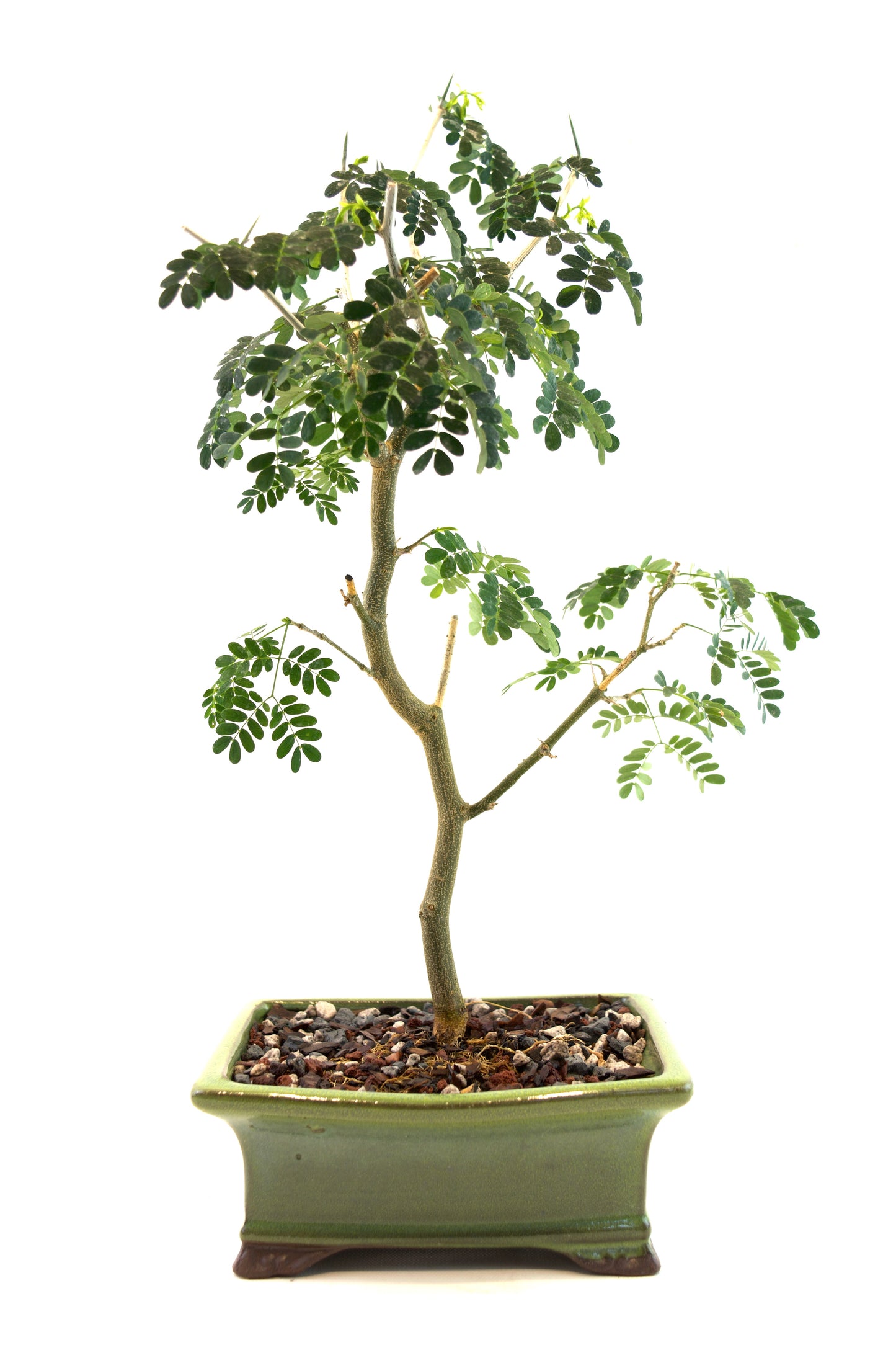 Brazilian Rain Tree Bonsai Ceramic 6" Pot - One of a Kind Bonsai