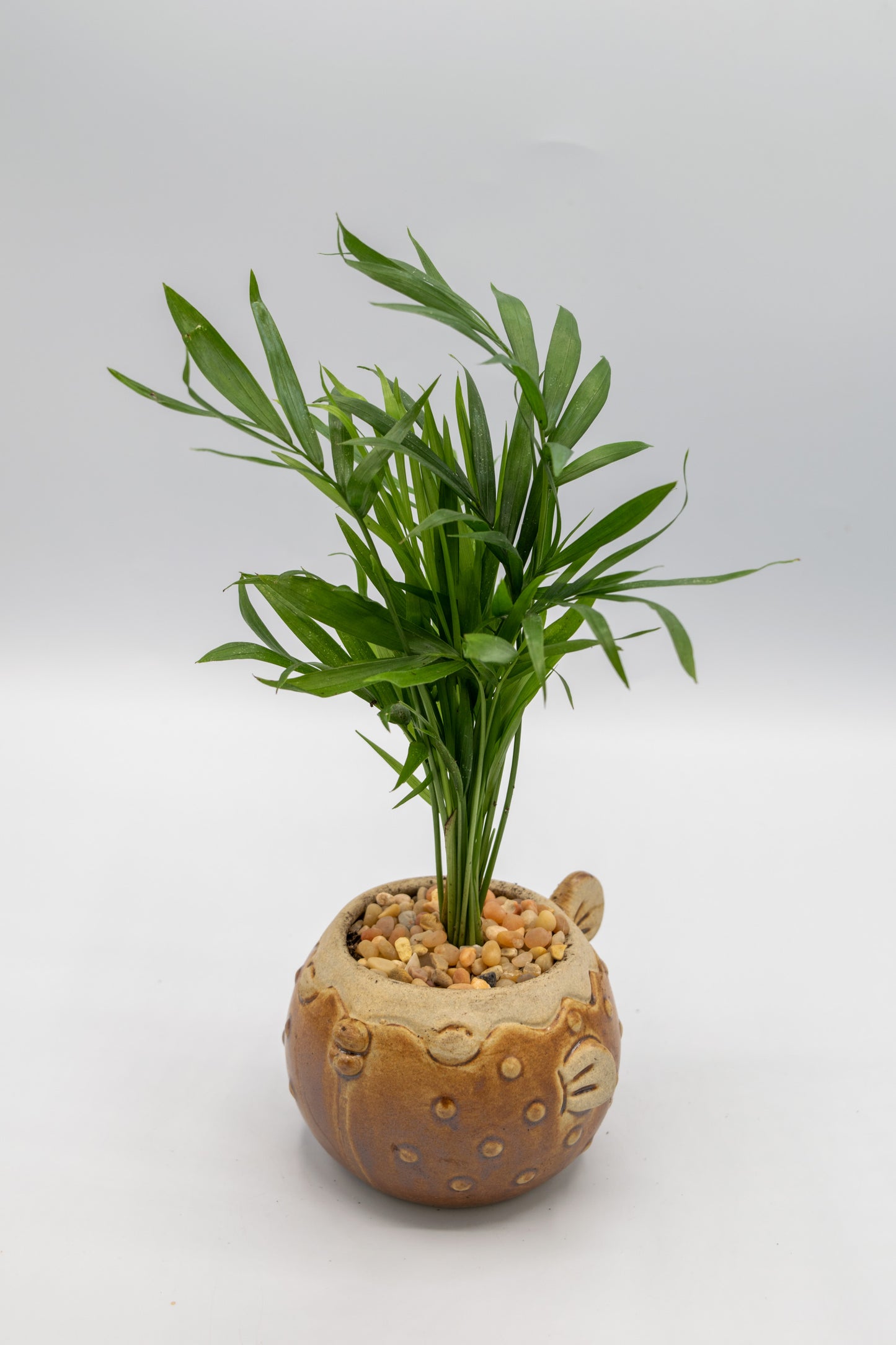 Blowfish Small Planter