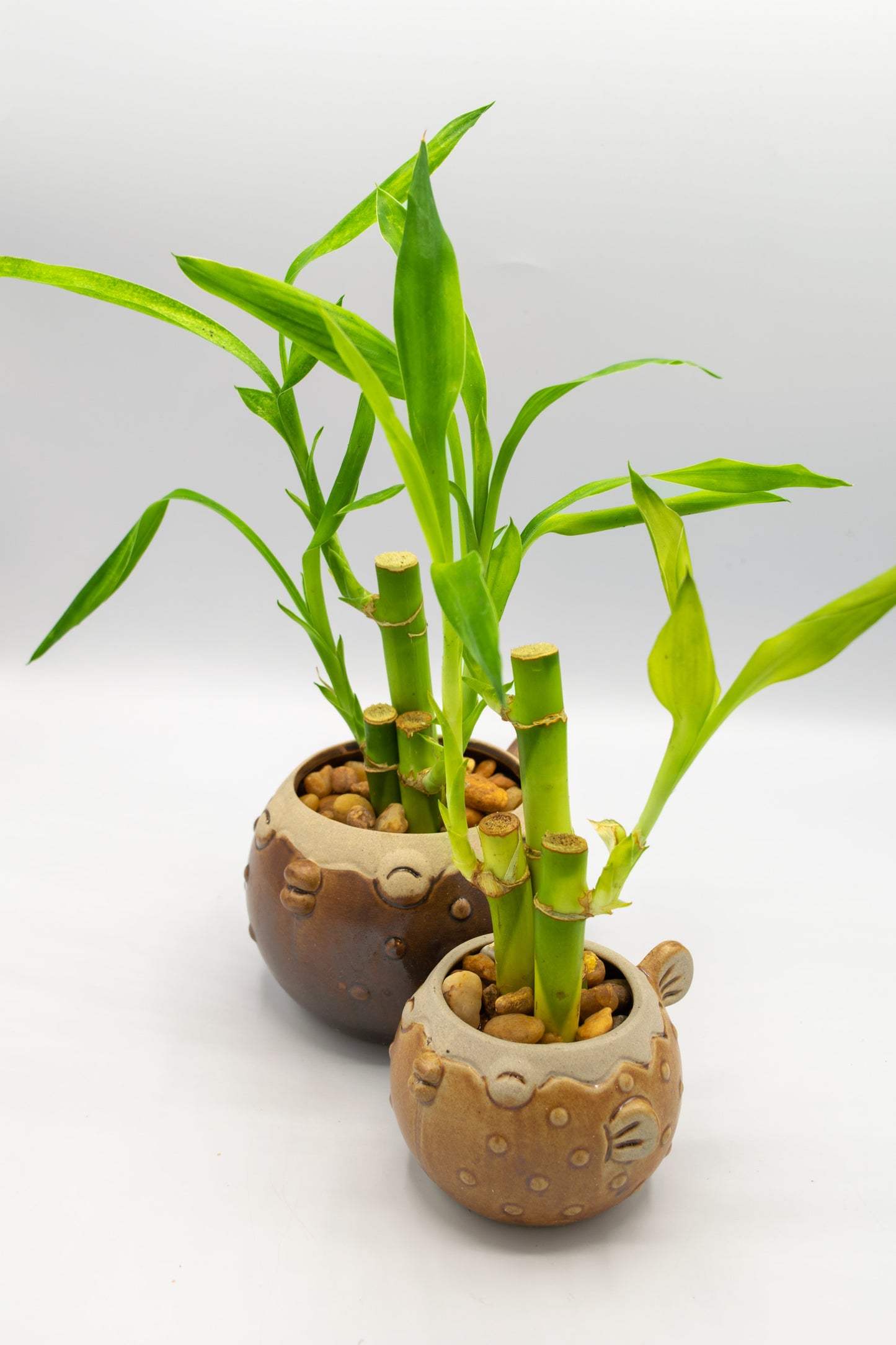 Blowfish Small Planter