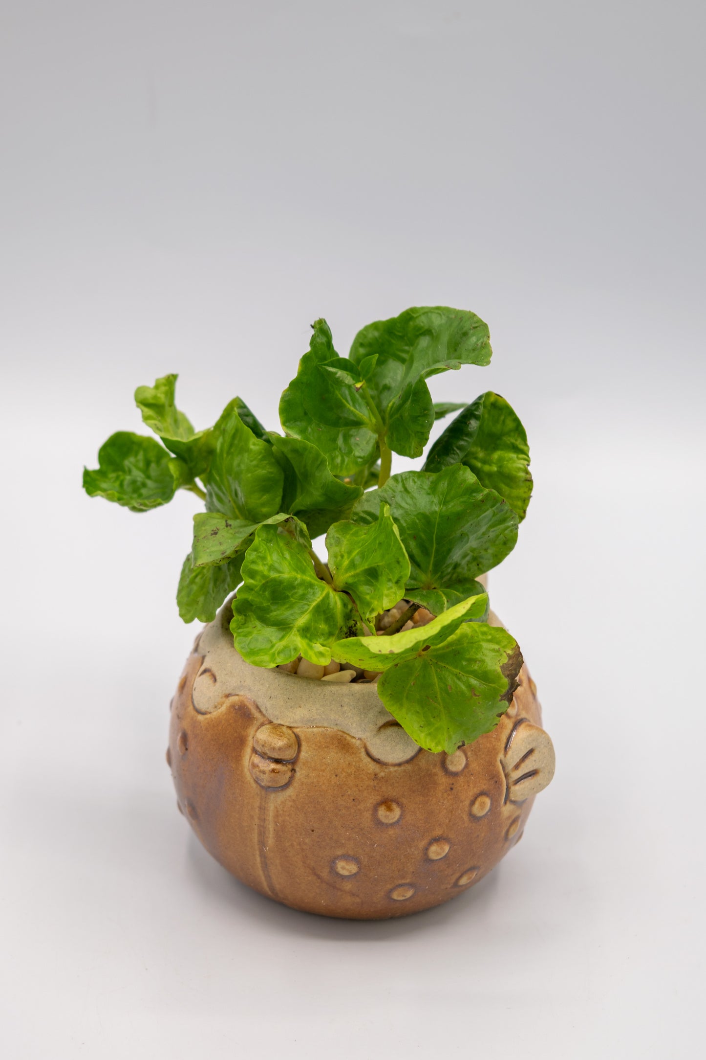 Blowfish Small Planter