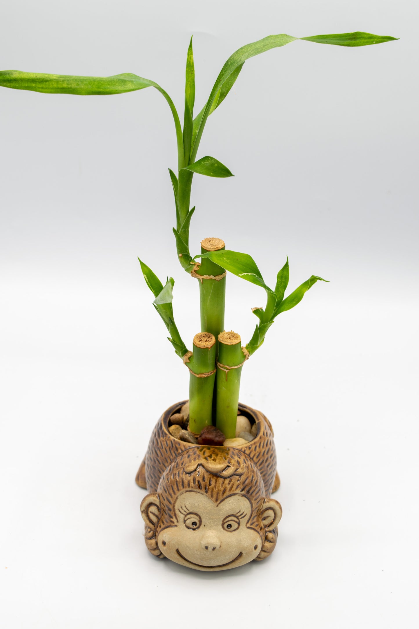 Monkey Front Facing Planter