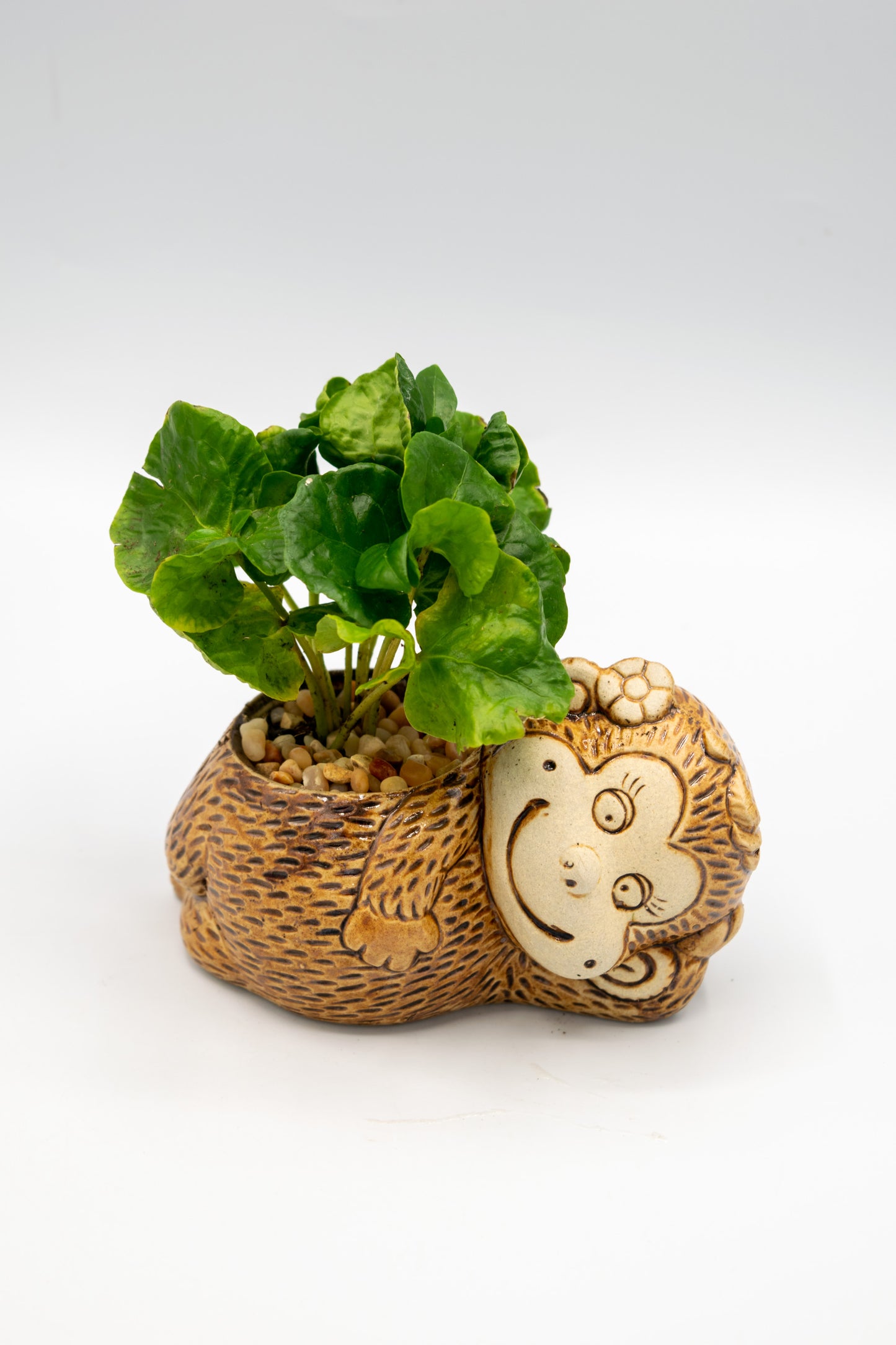 Monkey Flower Planter