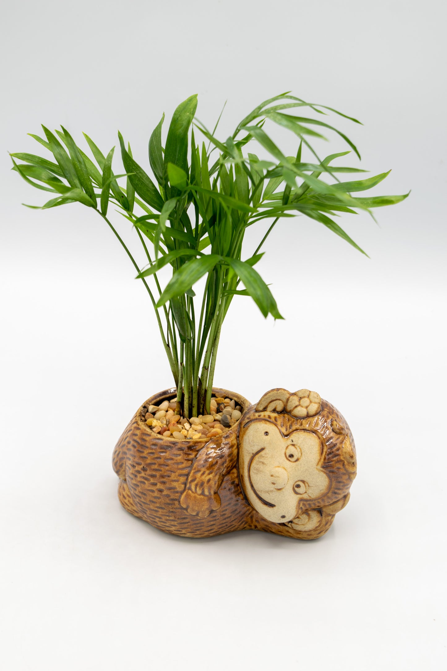Monkey Flower Planter