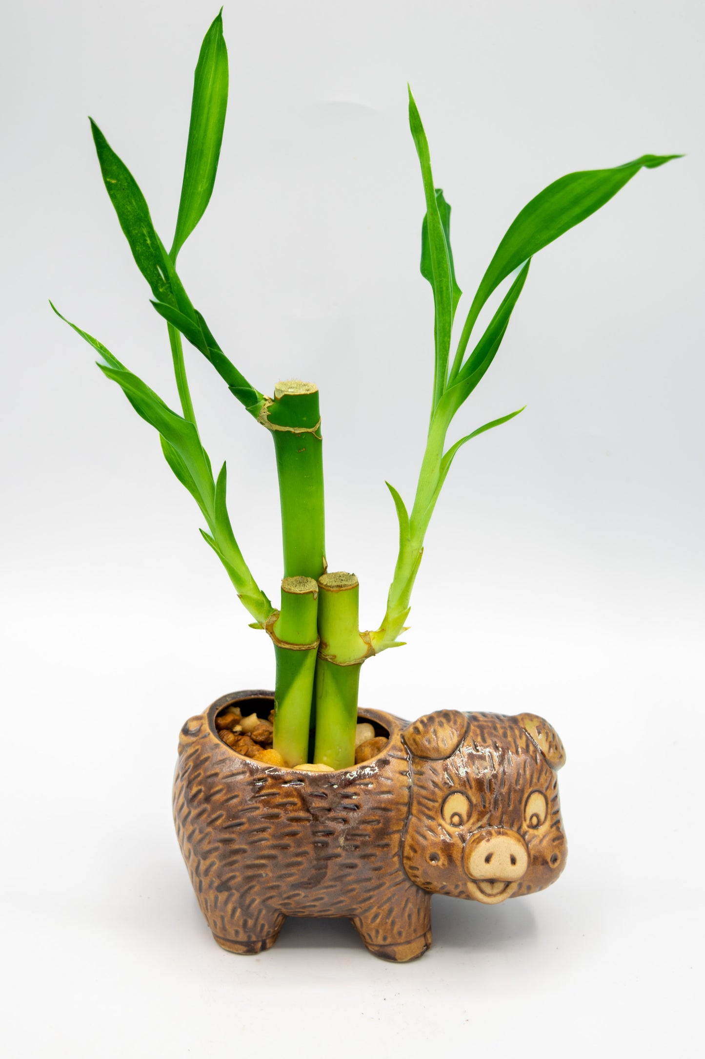Pig Right Facing Planter