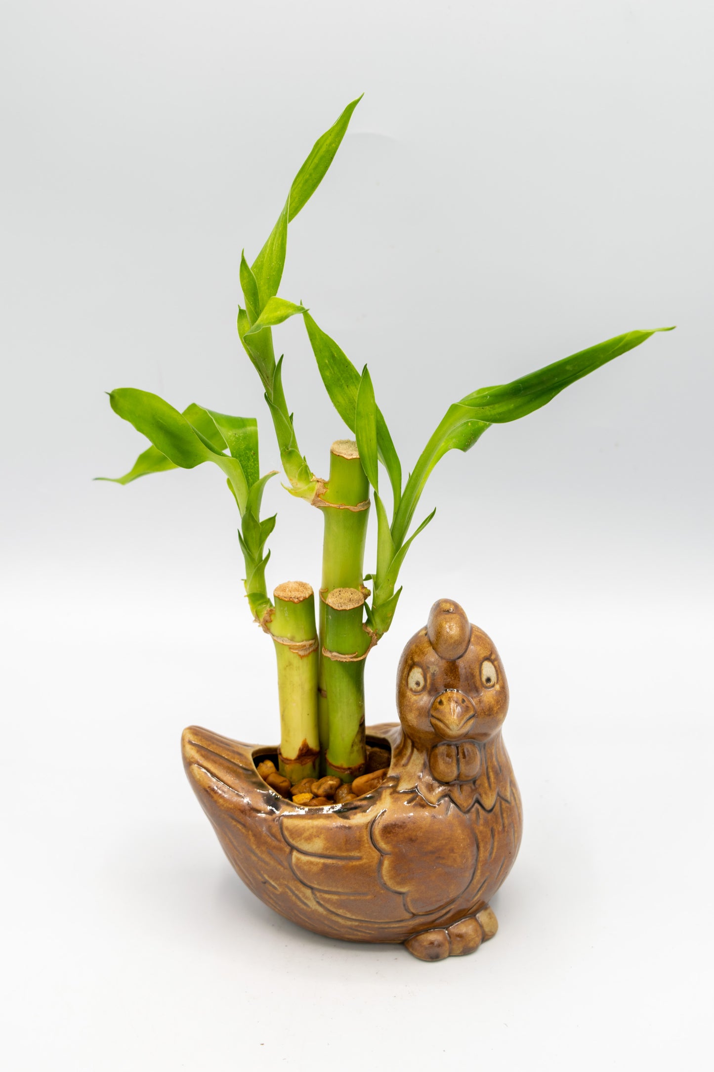 Chicken Right Facing Planter