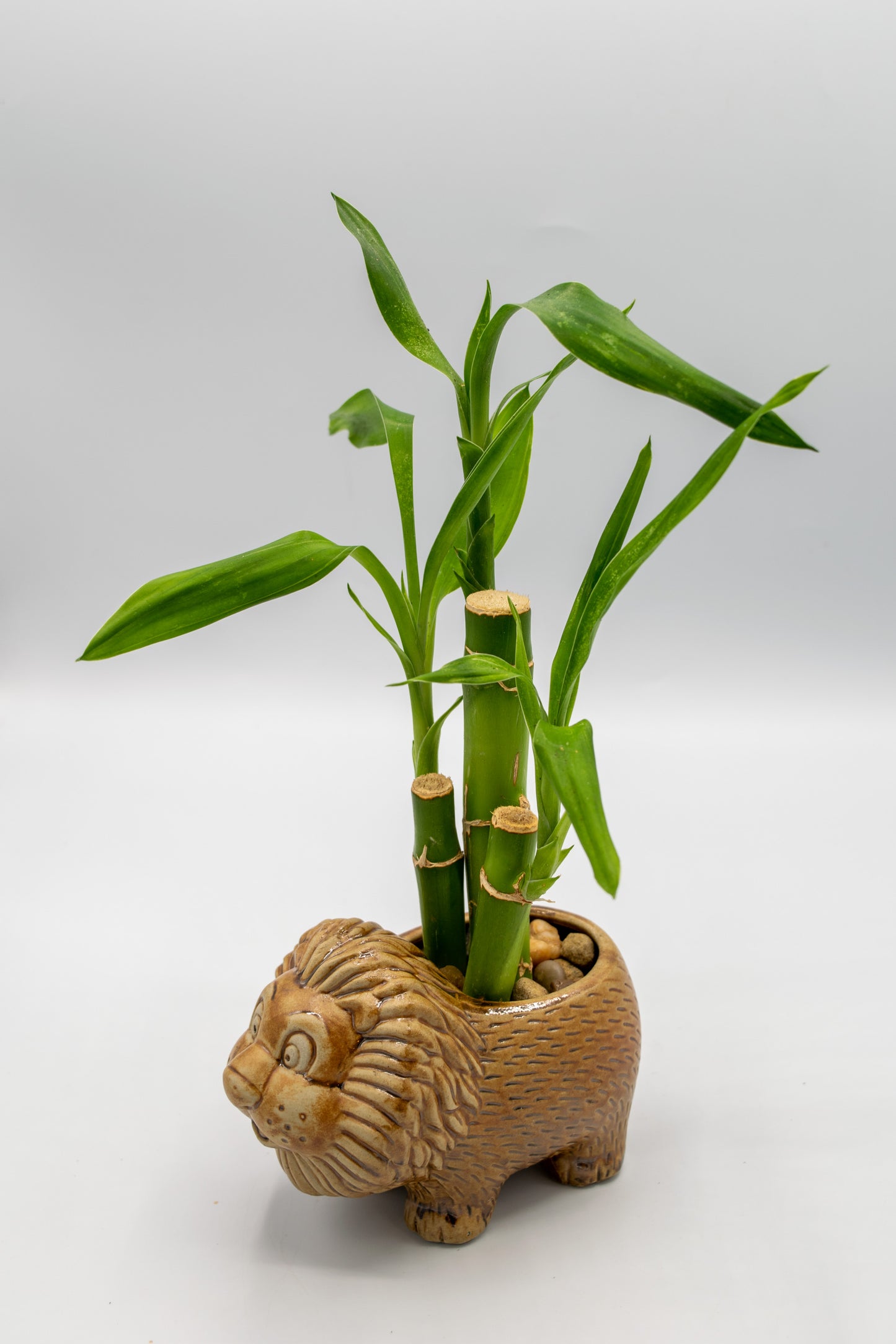 Lion Small Planter