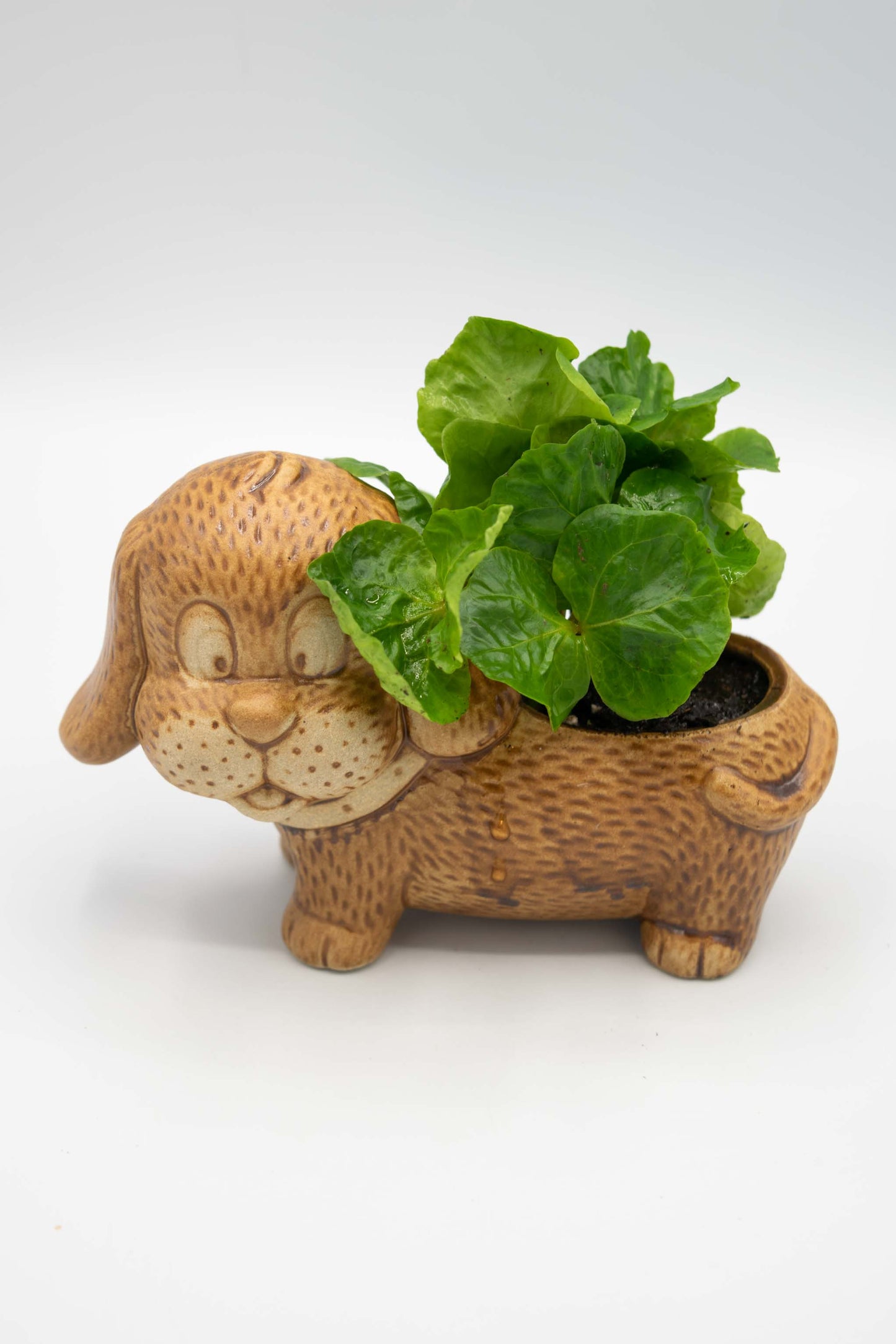 Dachshund Planter