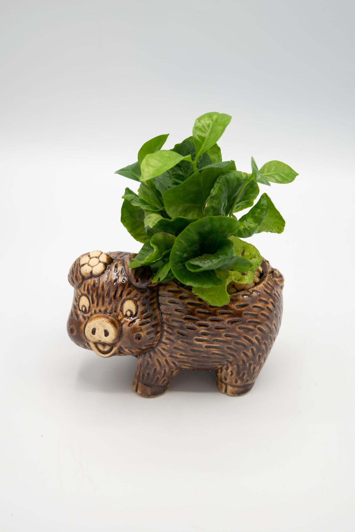 Pig Left Facing Planter