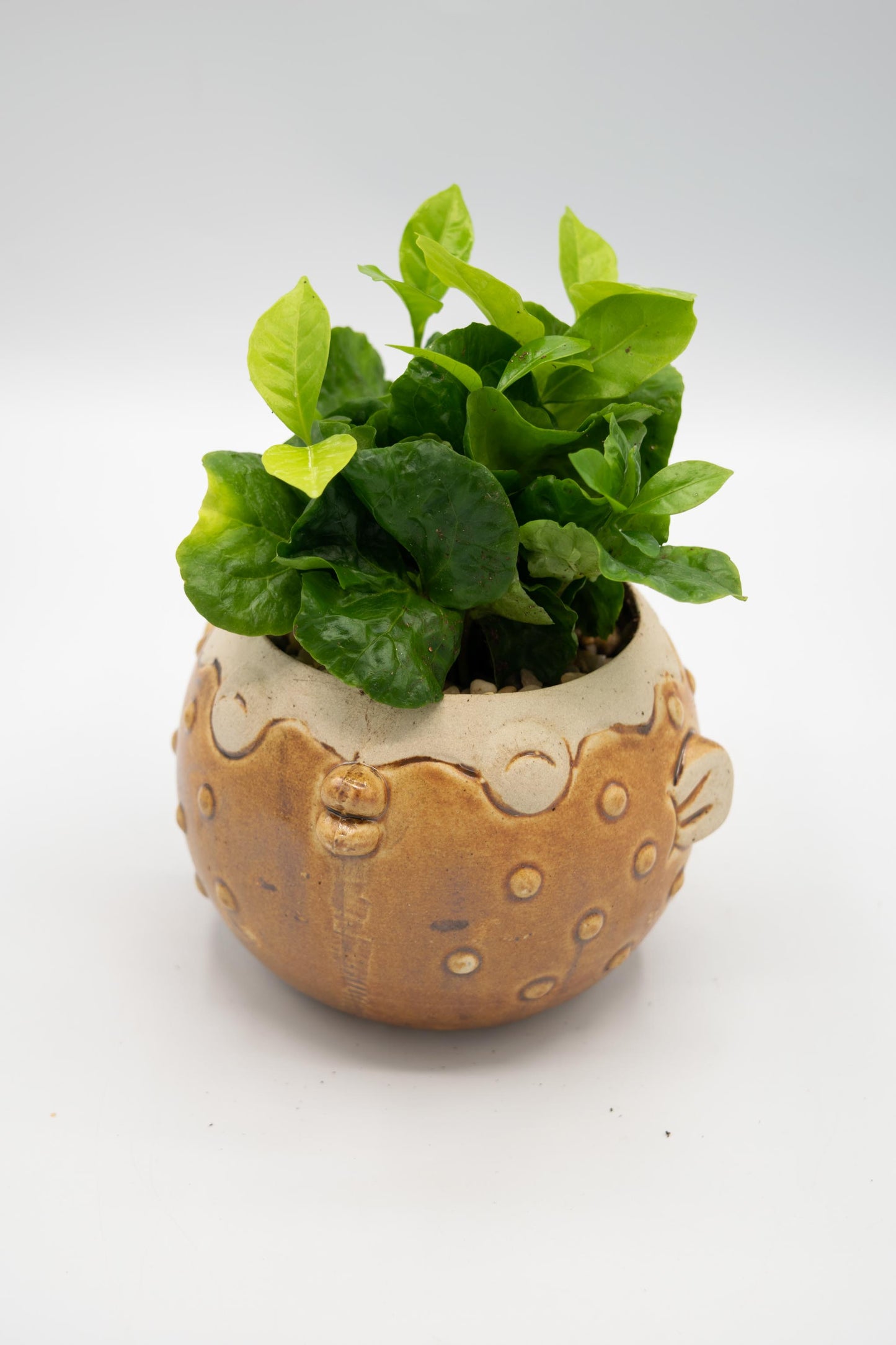 Blowfish Large Planter
