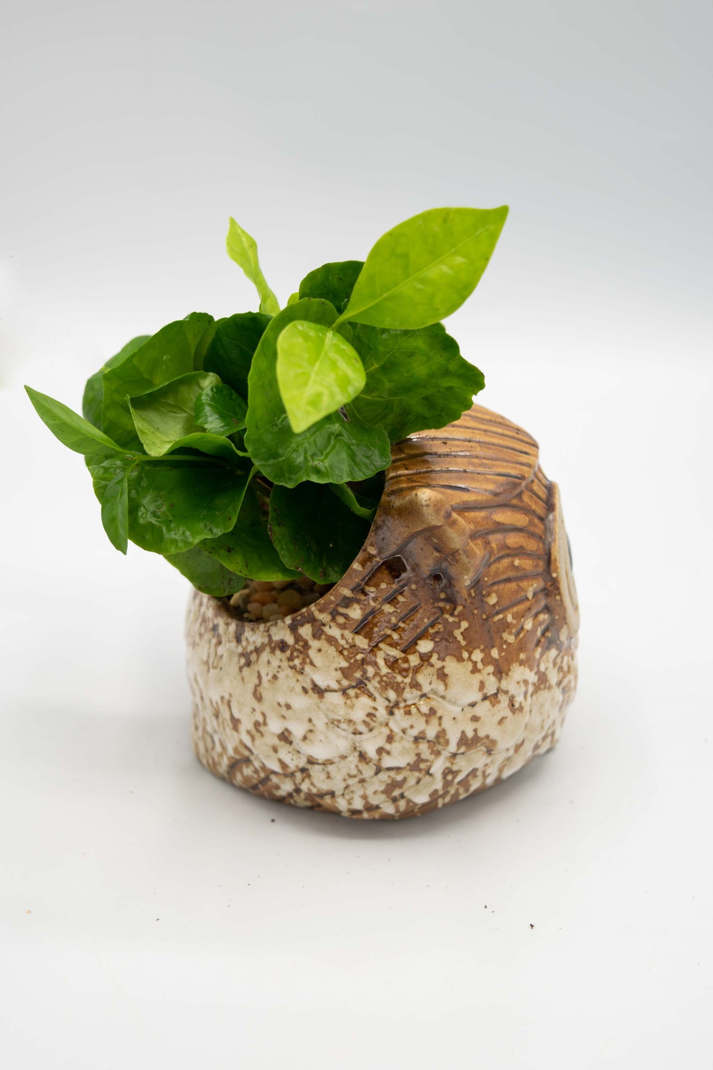 Owl Planter