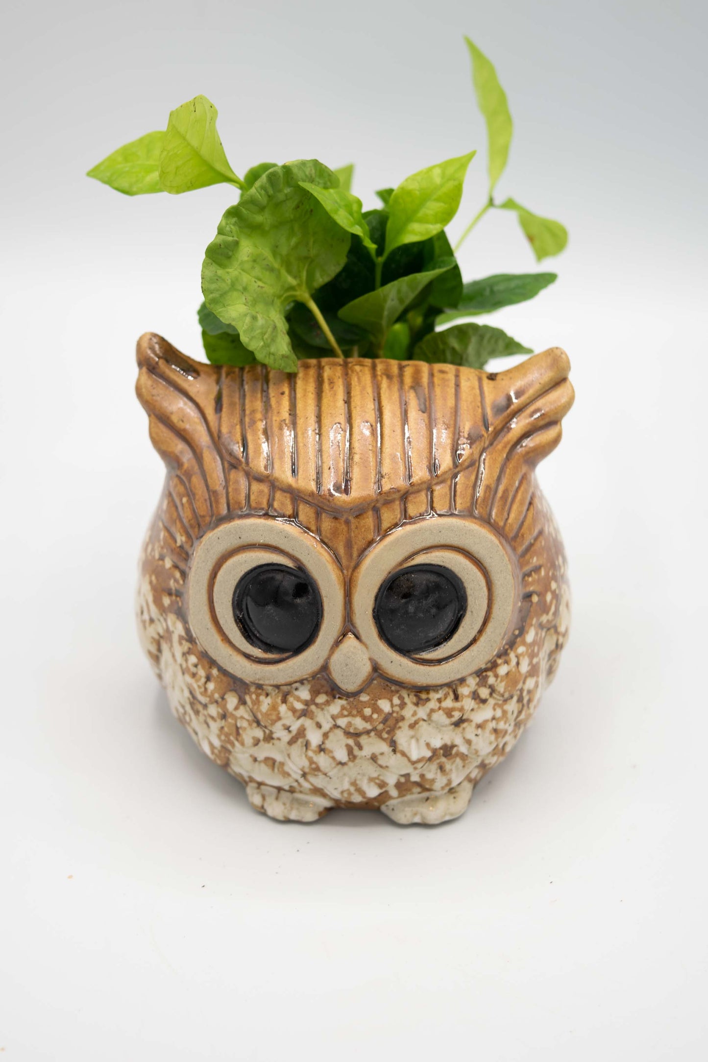 Owl Planter