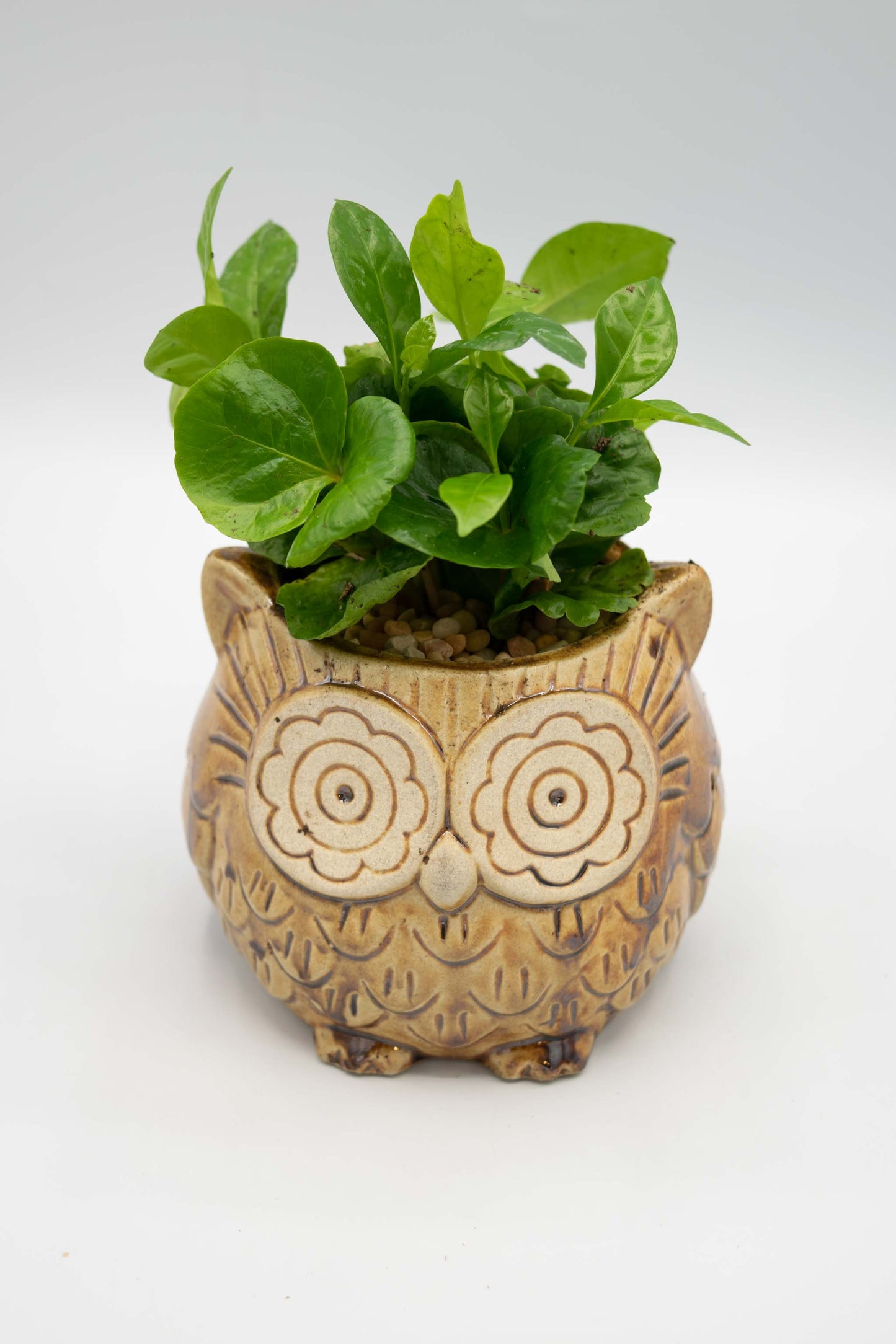 Owl Small Planter