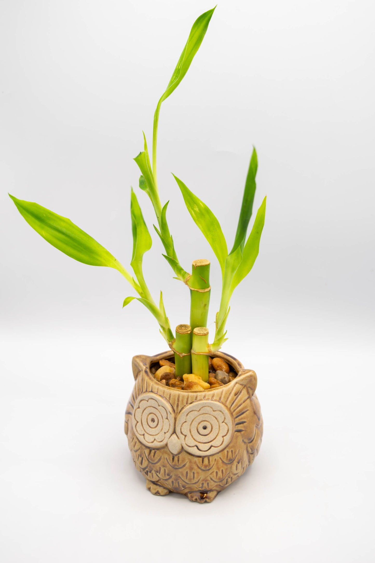 Owl Large Planter