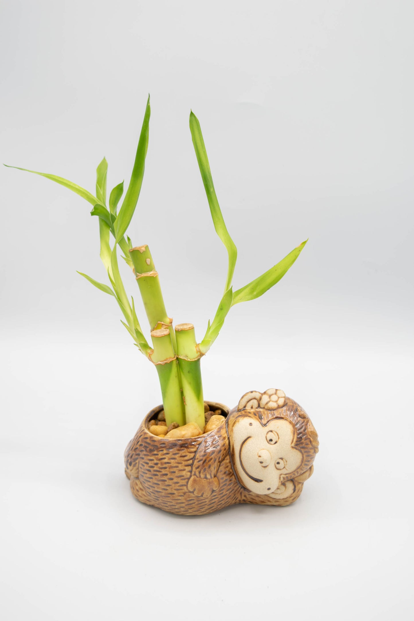 Monkey Flower Planter