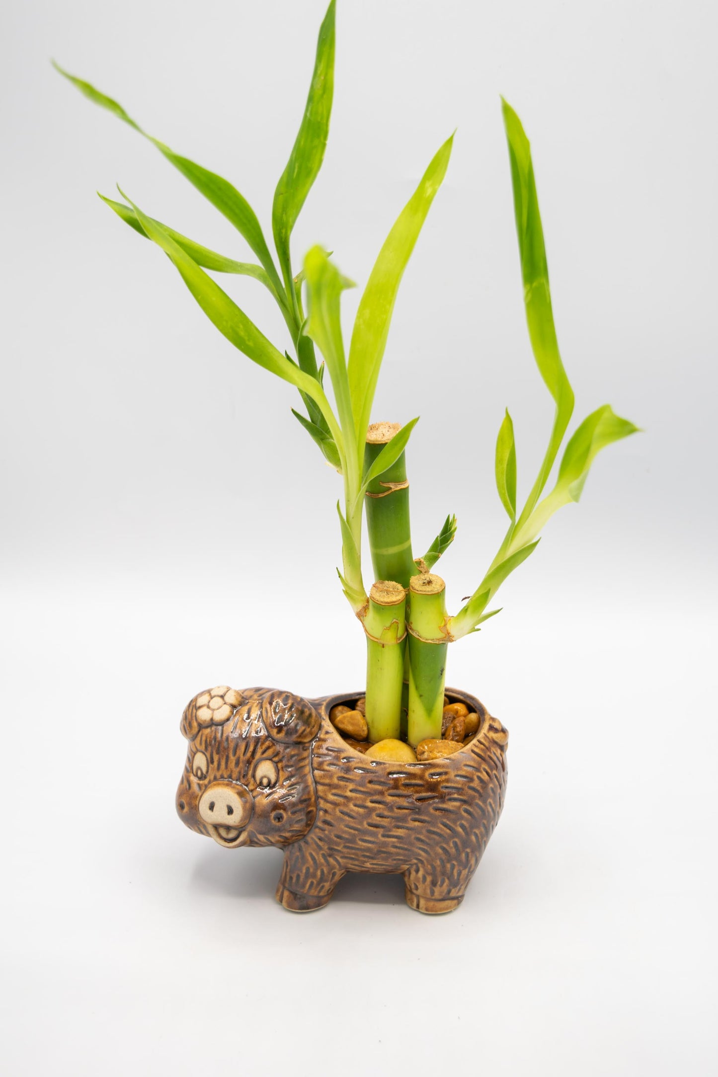 Pig Left Facing Planter