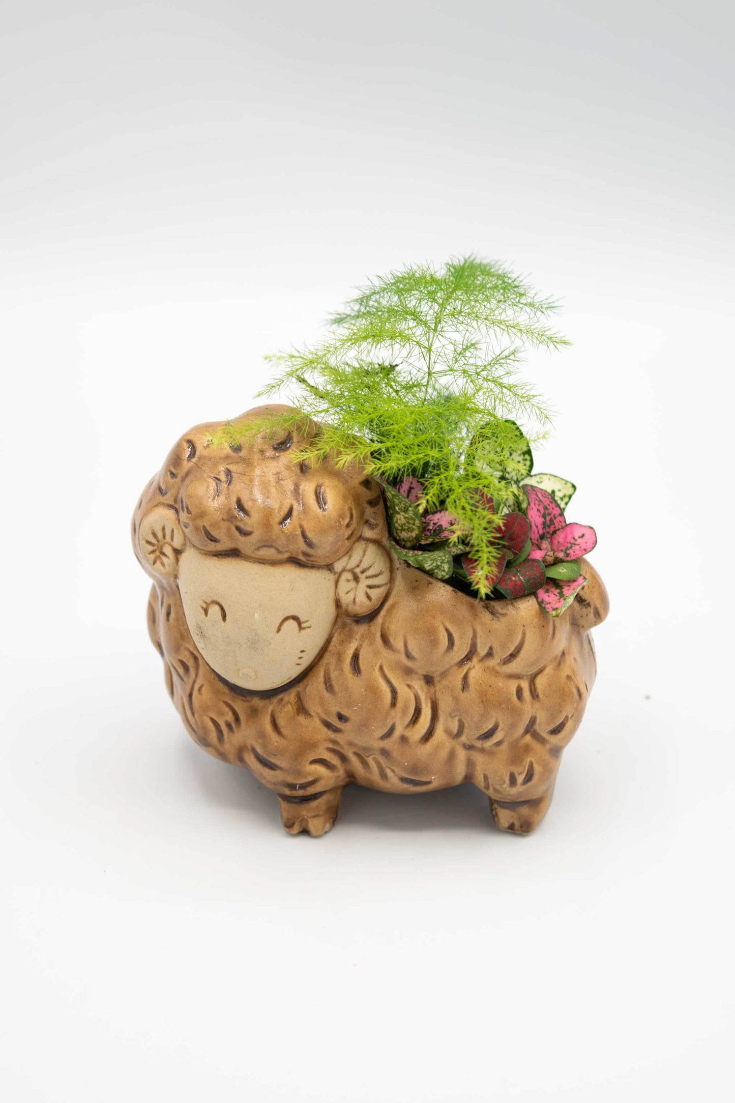 Sheep/ram/lamb planter with plants on a white background