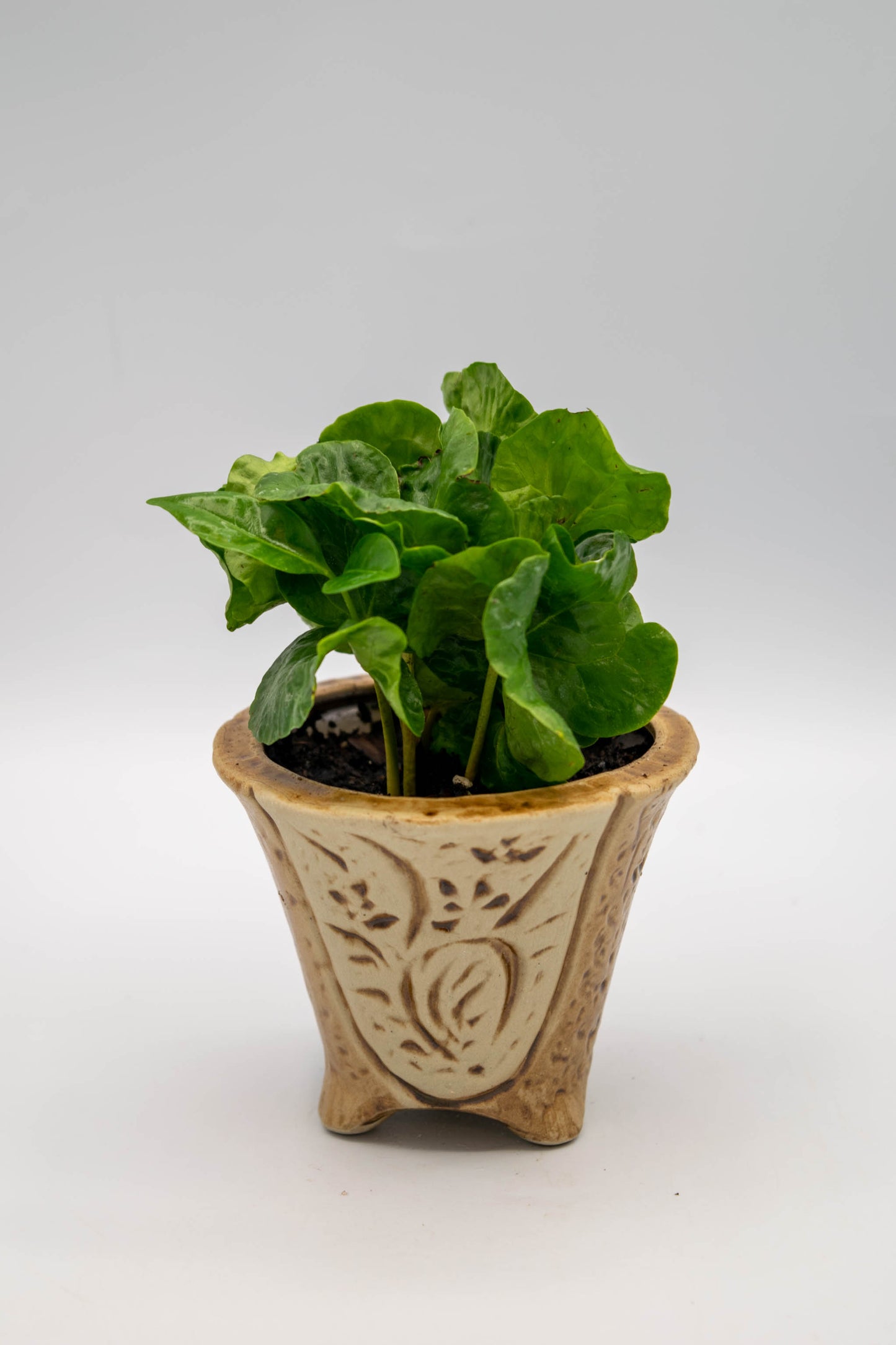 Orchid Planter