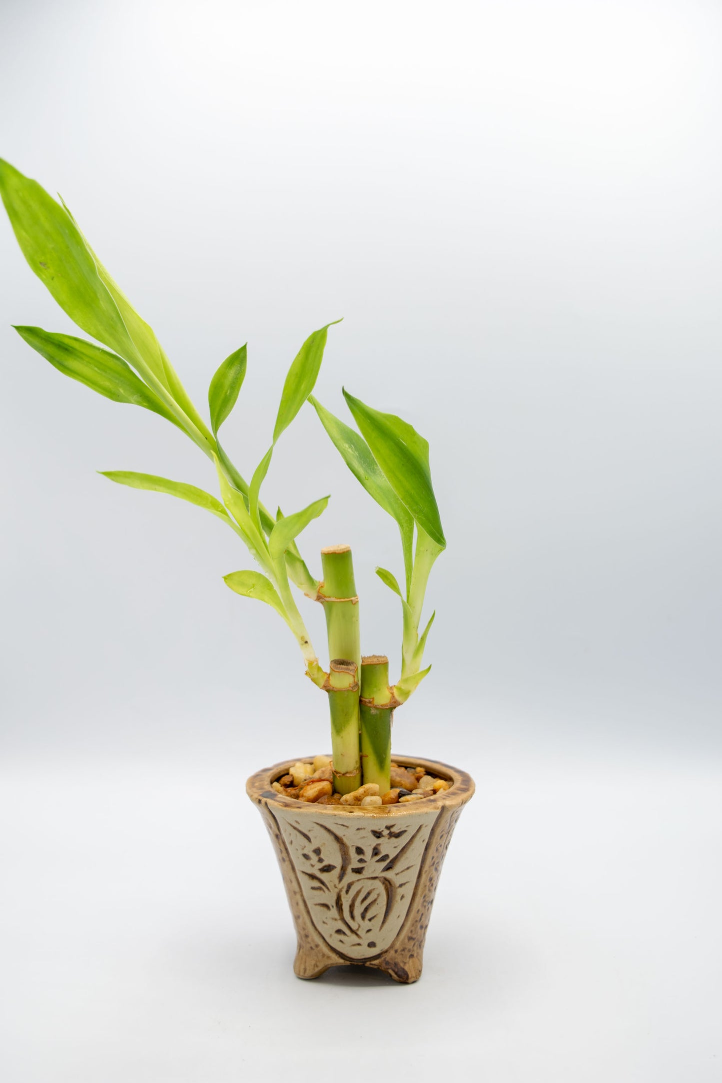 Orchid Planter