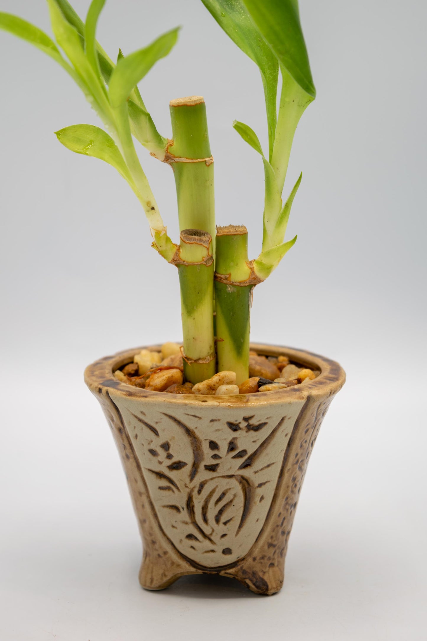 Orchid Planter