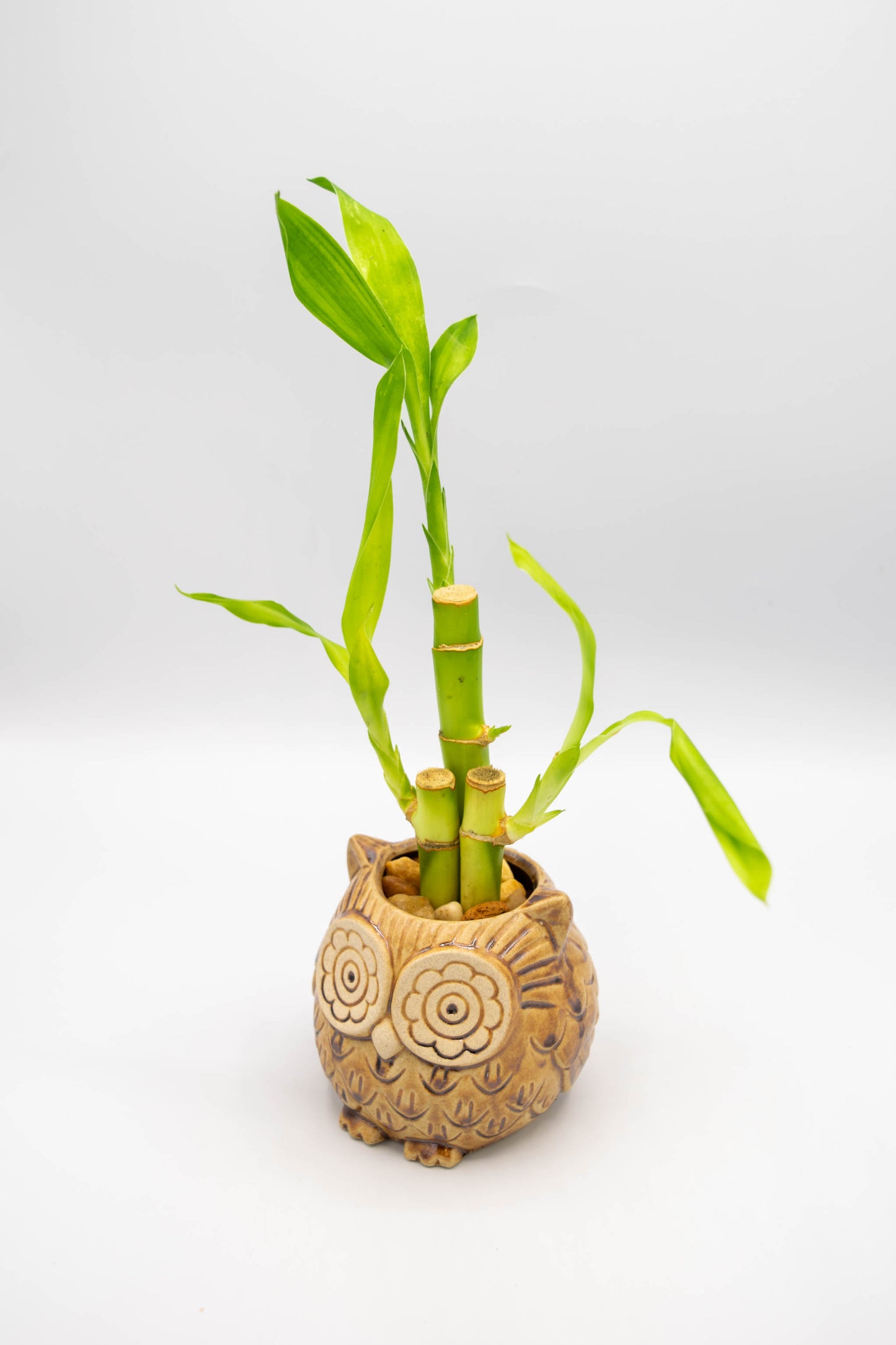 Owl Small Planter