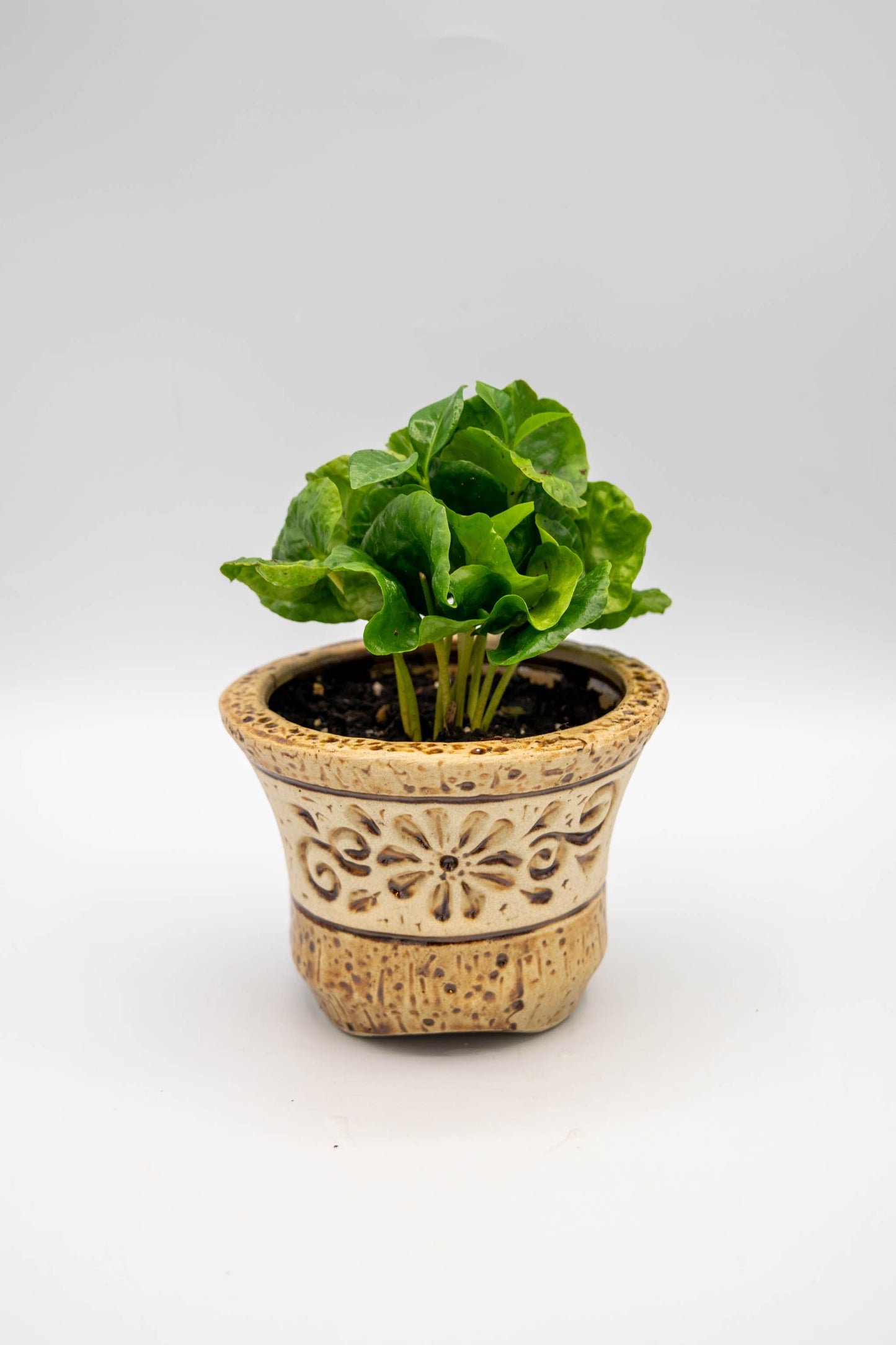 Ceramic Circular Floral Planter Large