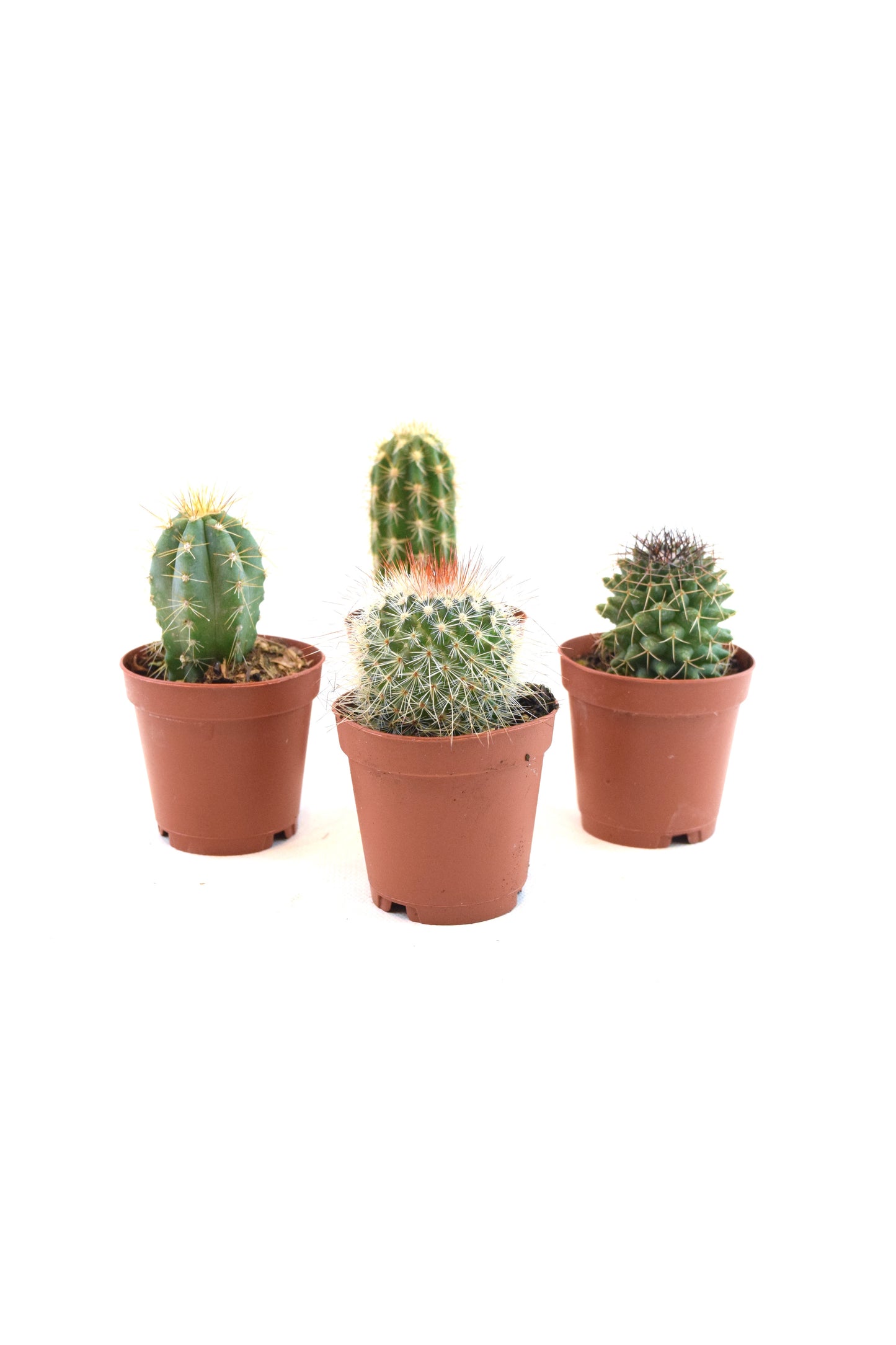 Miniature Cactus Plants 2" Pot
