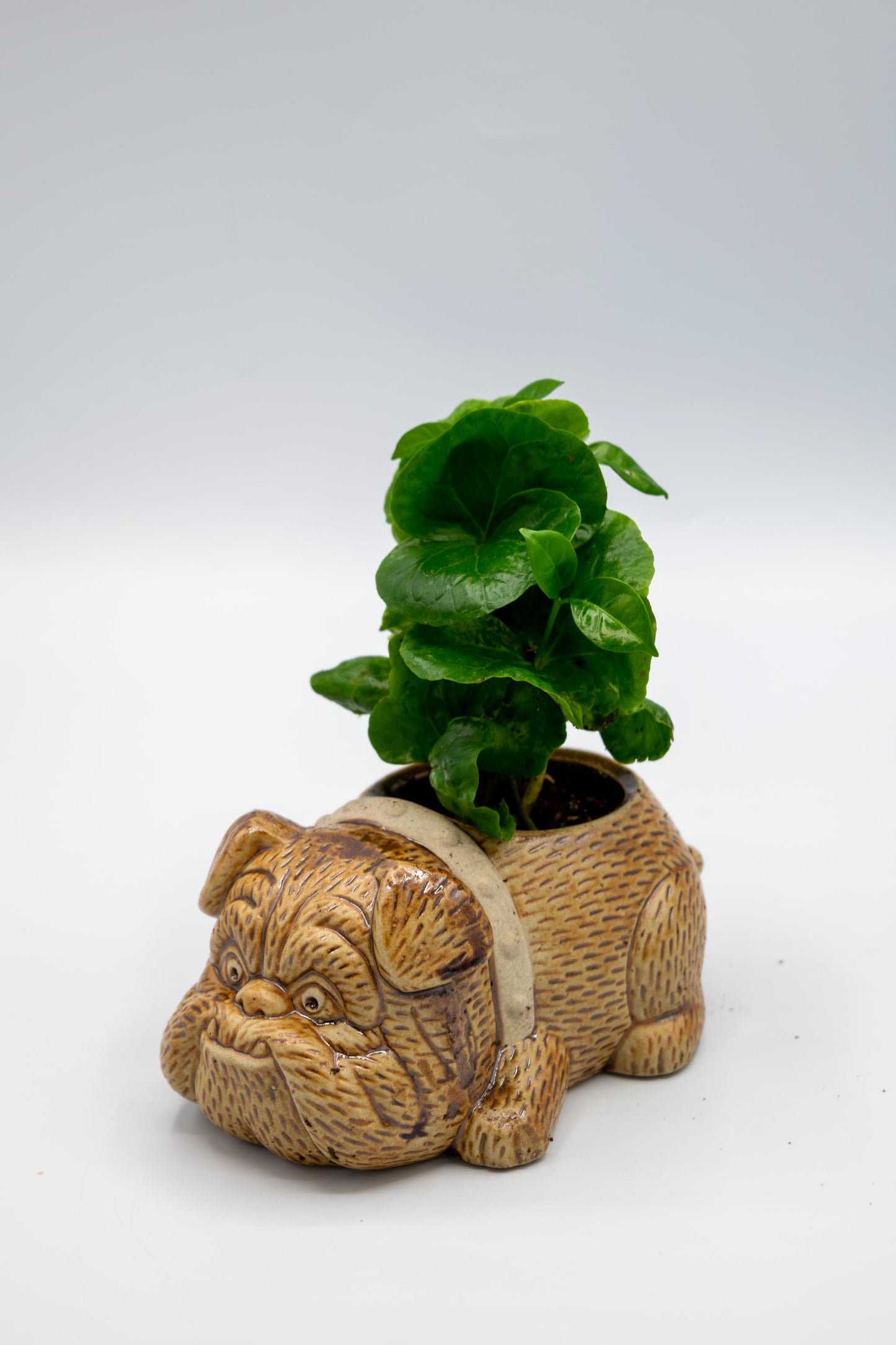 Bulldog Planter