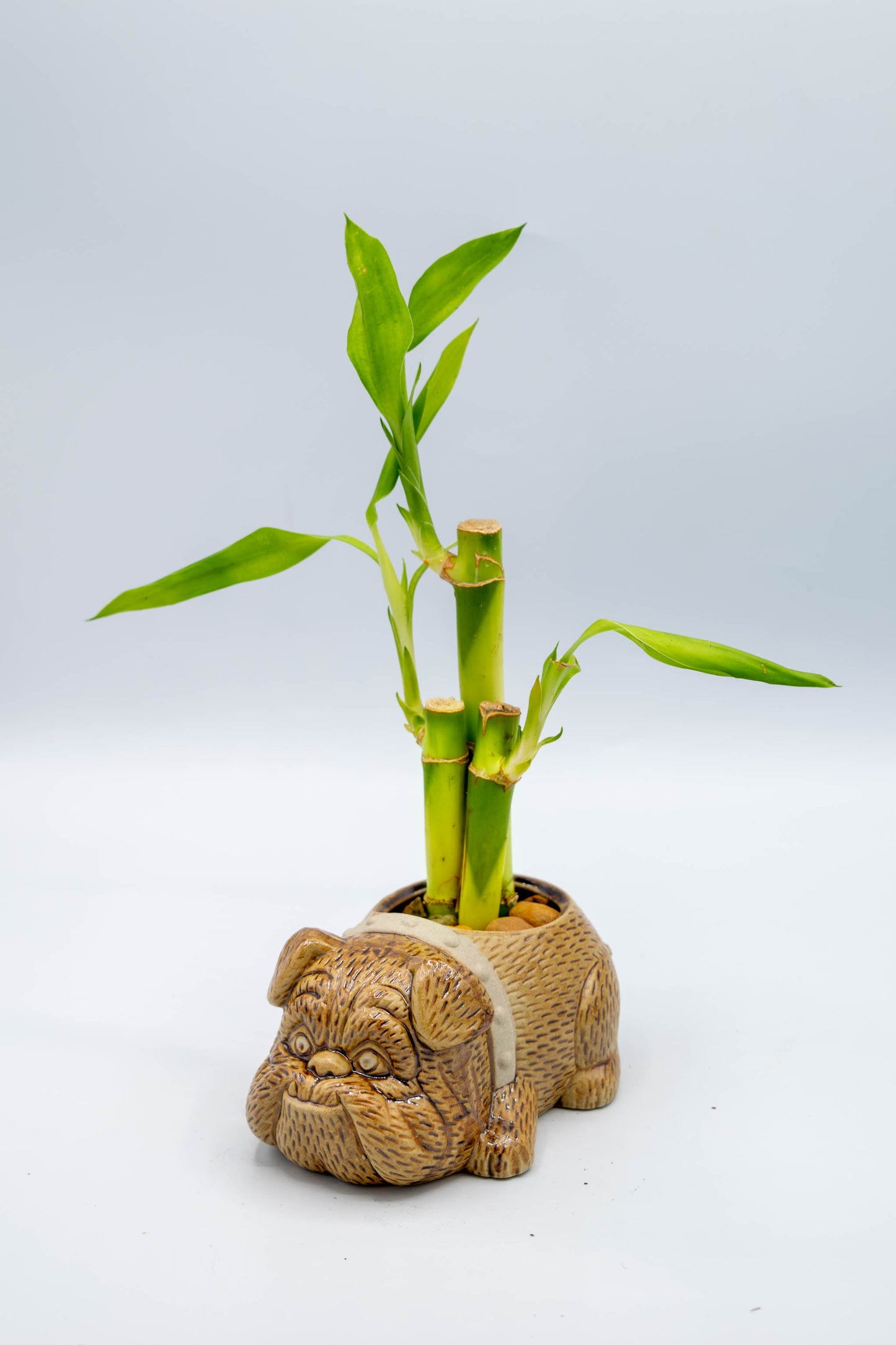 Bulldog Planter