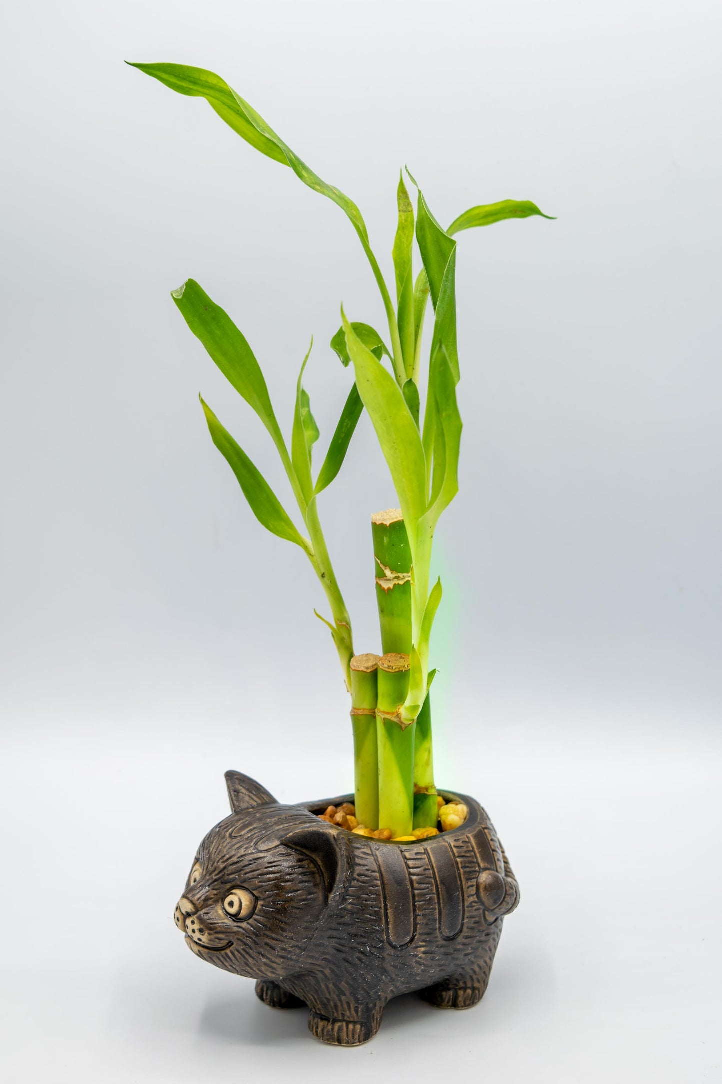 Cat Planter