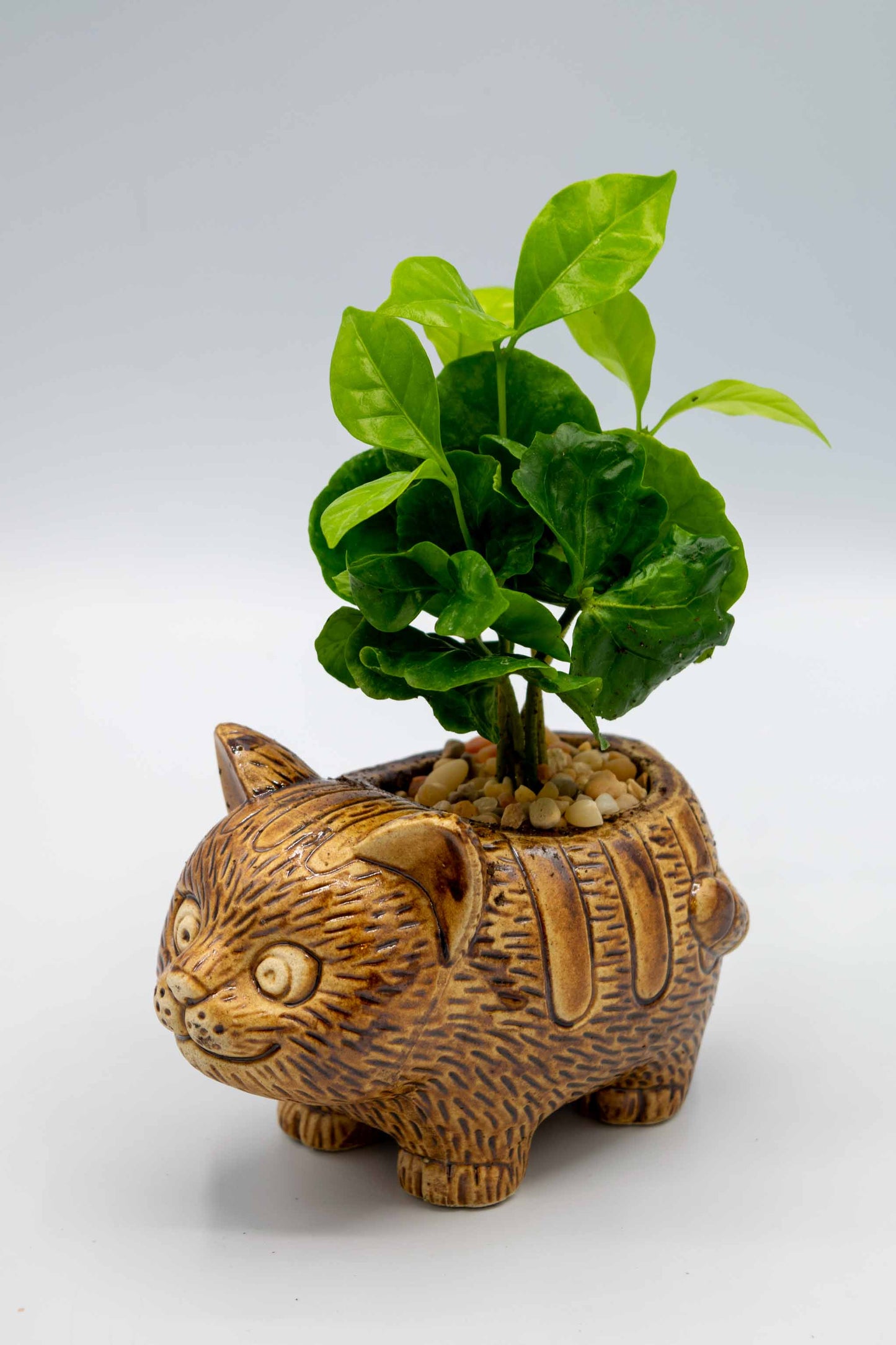 Cat Planter