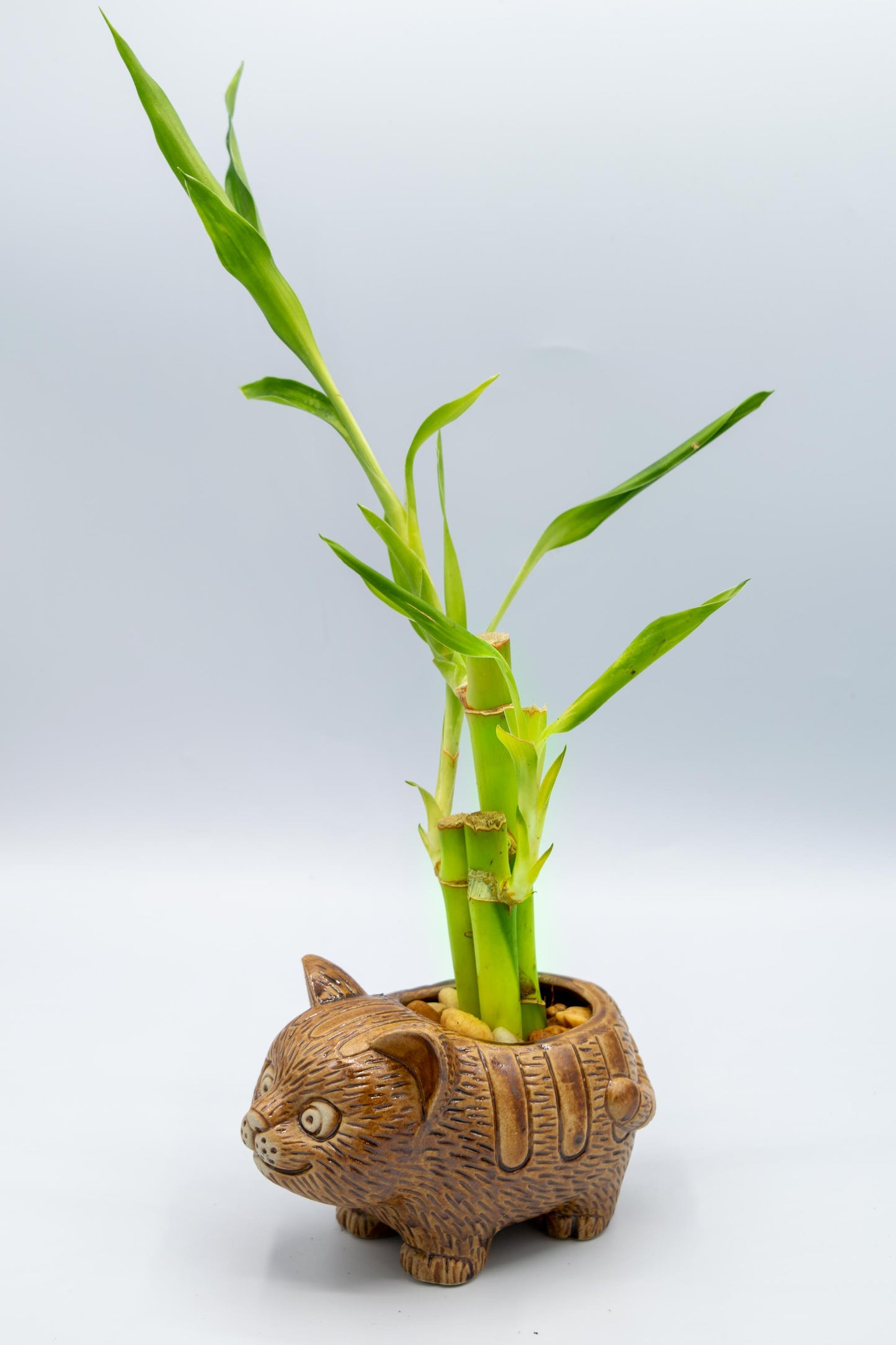Cat Planter