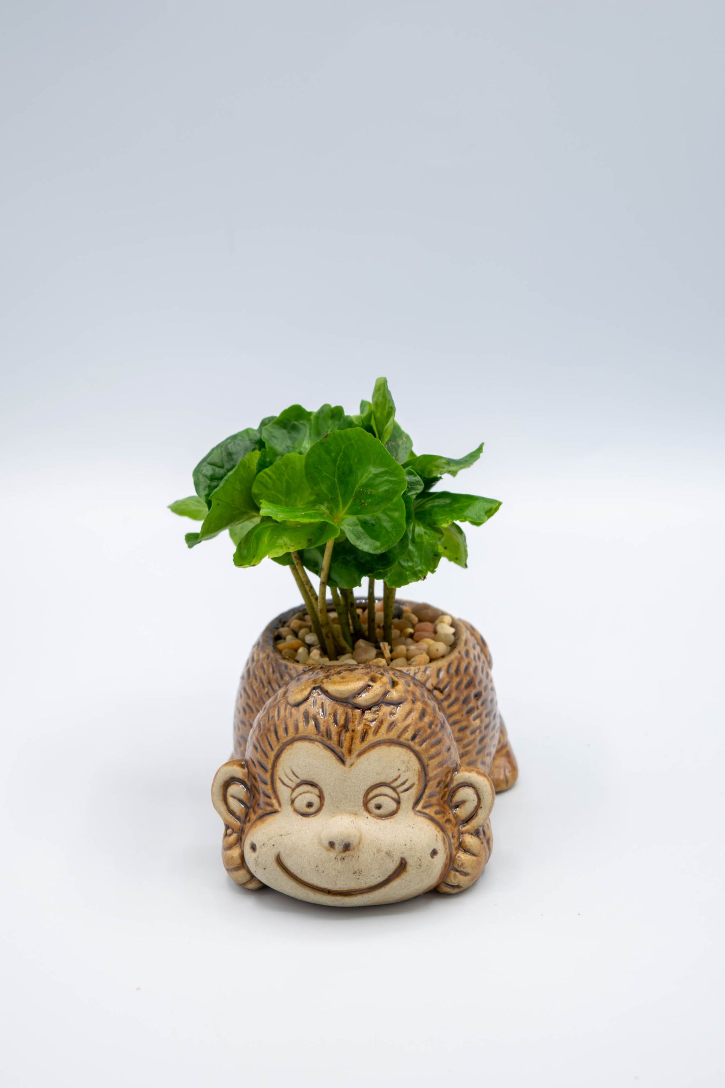 Monkey Front Facing Planter