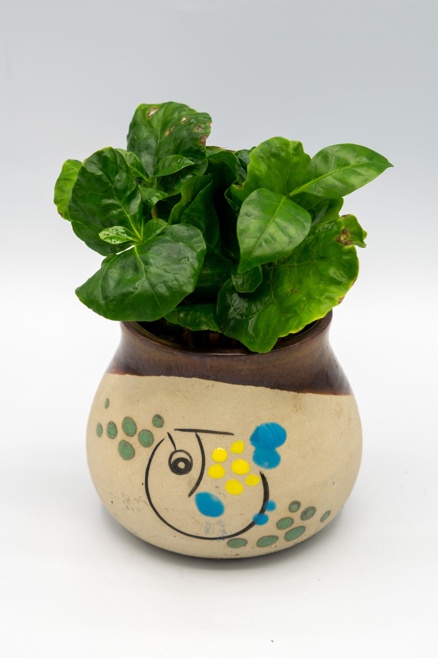 Blowfish Painted Planter