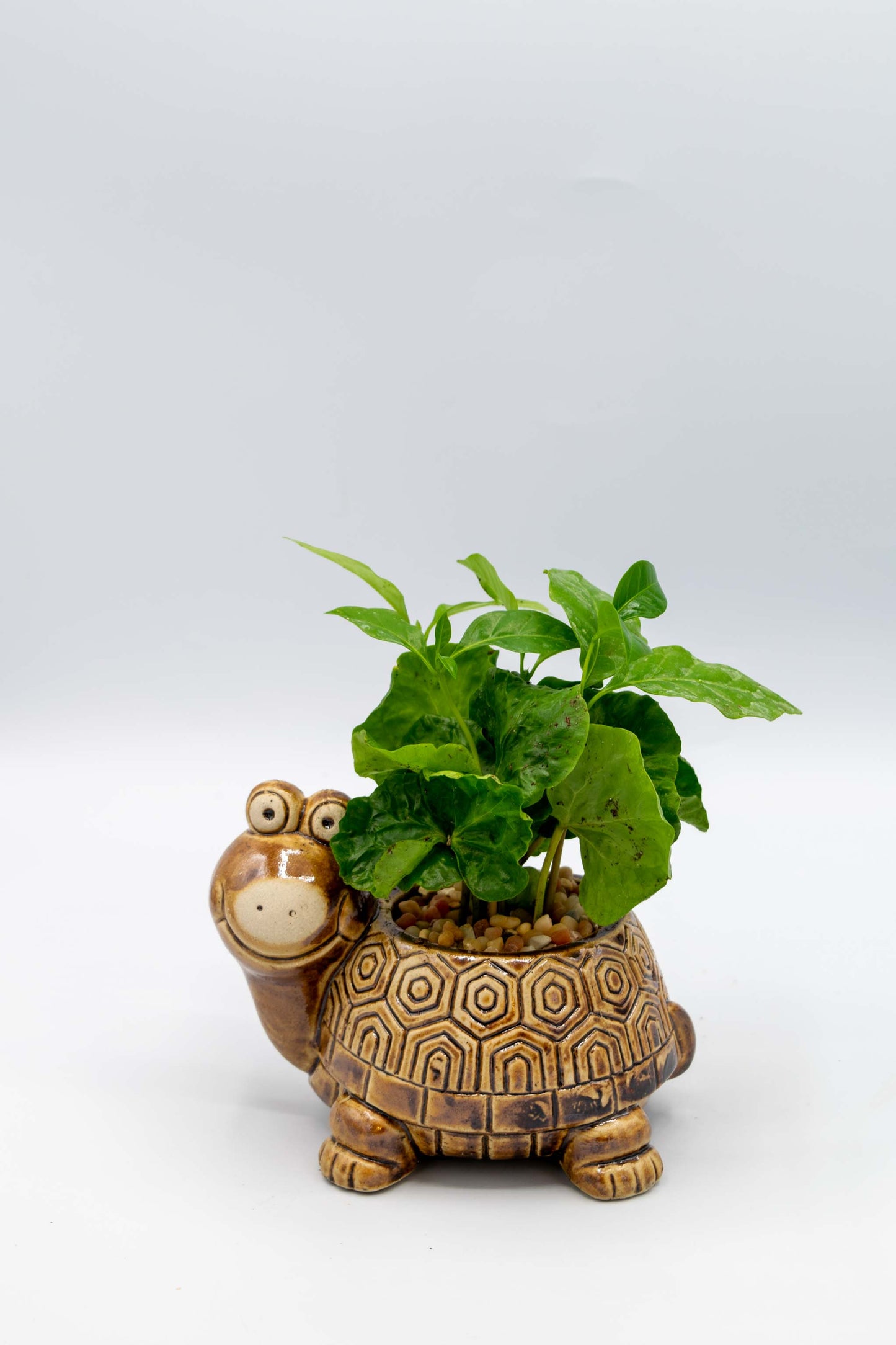 Turtle Planter