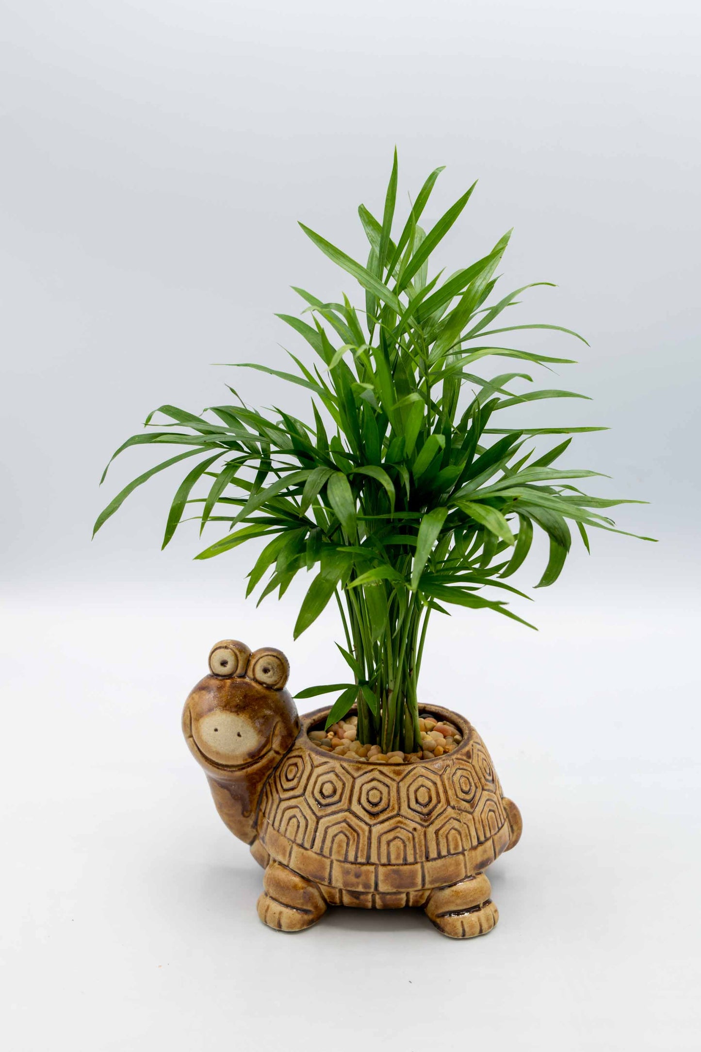 Turtle Planter