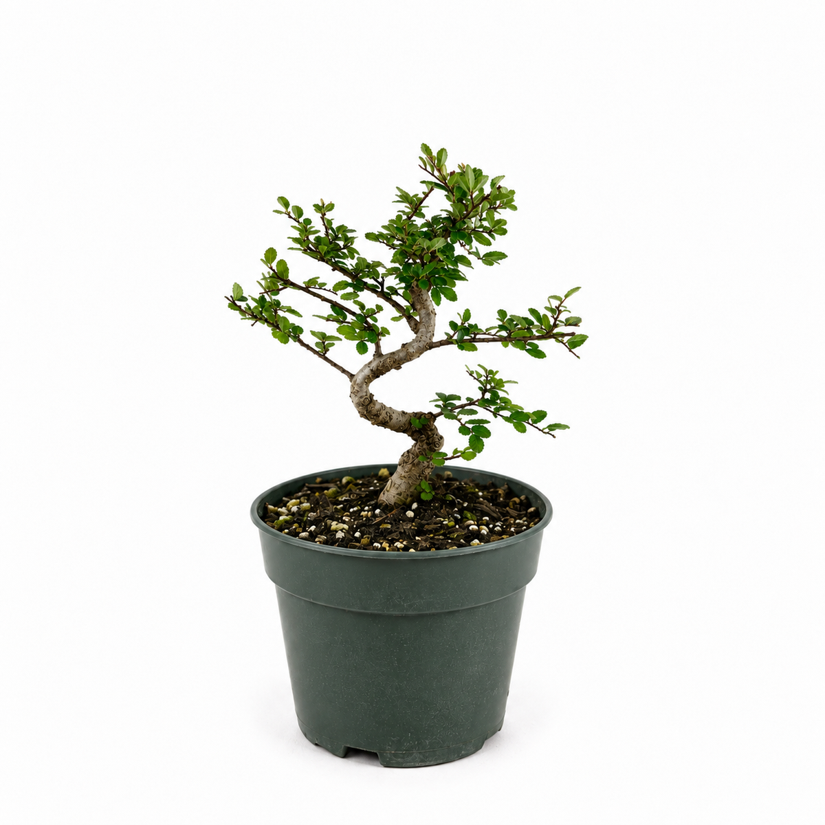 Chinese Elm Bonsai in 6" Pot - Pre Bonsai