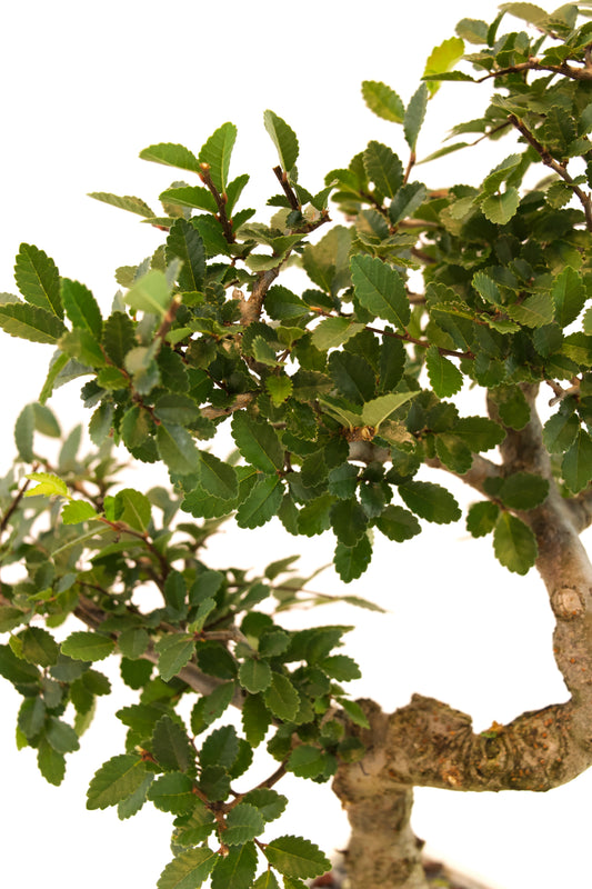Fukien Tea Bonsai Ceramic 6" Pot - One of a Kind Bonsai