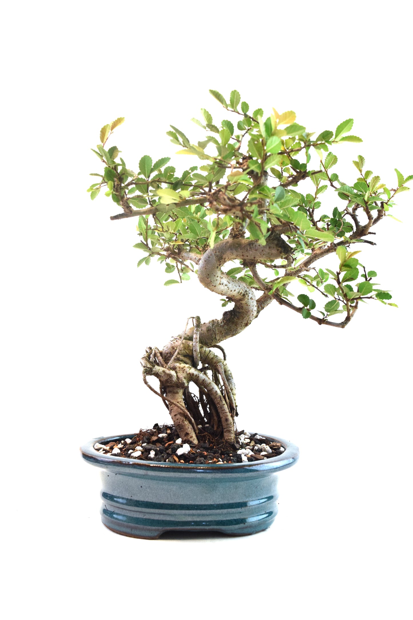 Chinese Elm Bonsai Ceramic 7" Pot - One of a Kind Bonsai