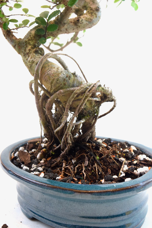 Chinese Elm Bonsai Ceramic 7" Pot - One of a Kind Bonsai