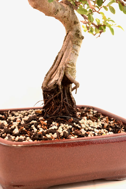 Chinese Elm Bonsai Tree in 8" Pot - One of a Kind Bonsai