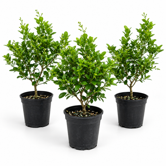 Chinese Perfume in 4" Pot - Pre Bonsai