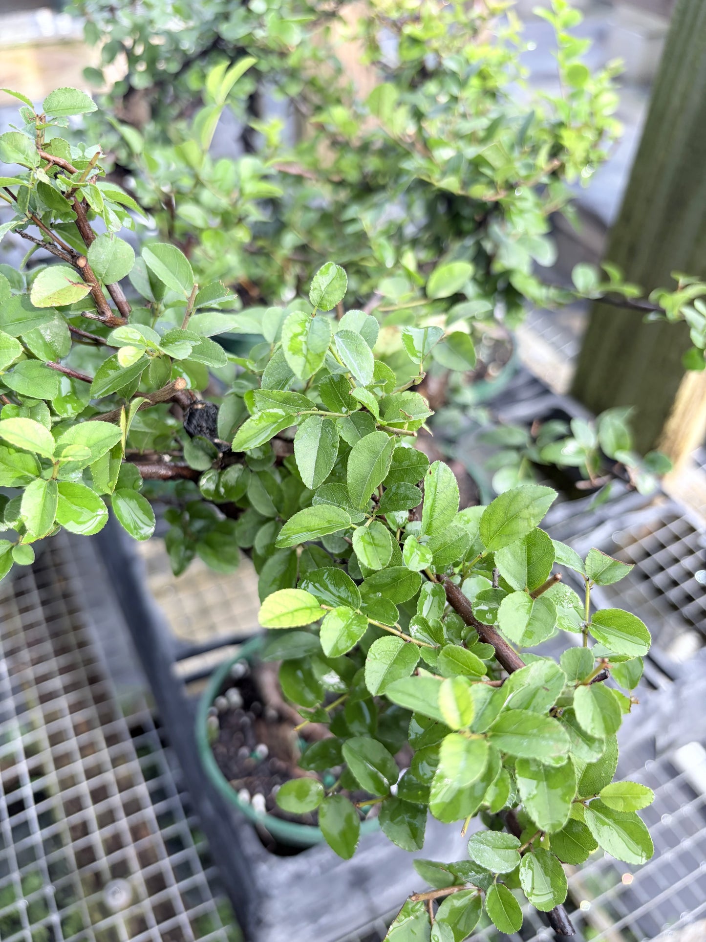 Chinese Sweet Plum in 4" Pot - Pre Bonsai