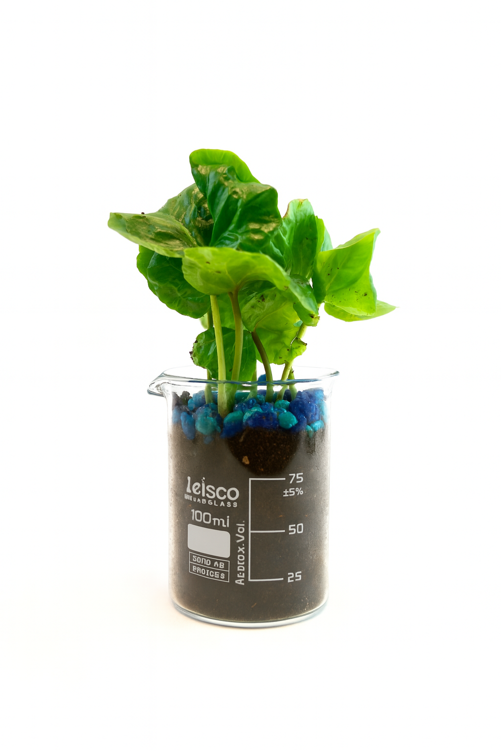Coffee Plant in 100mL Beaker