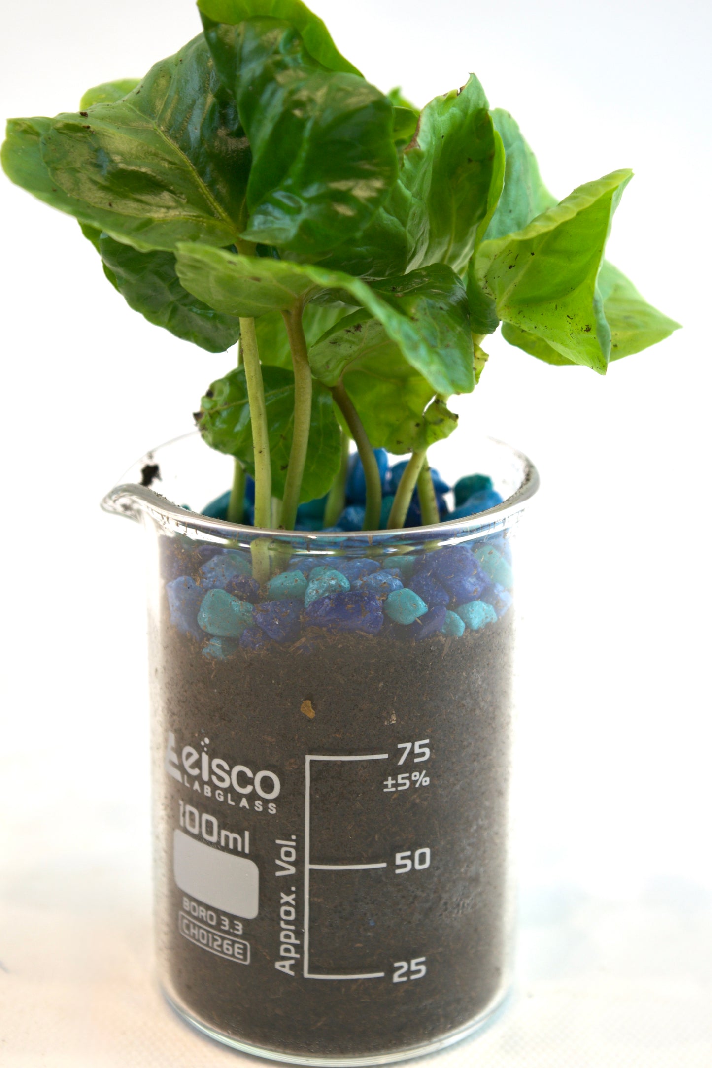 Coffee Plant in 100mL Beaker